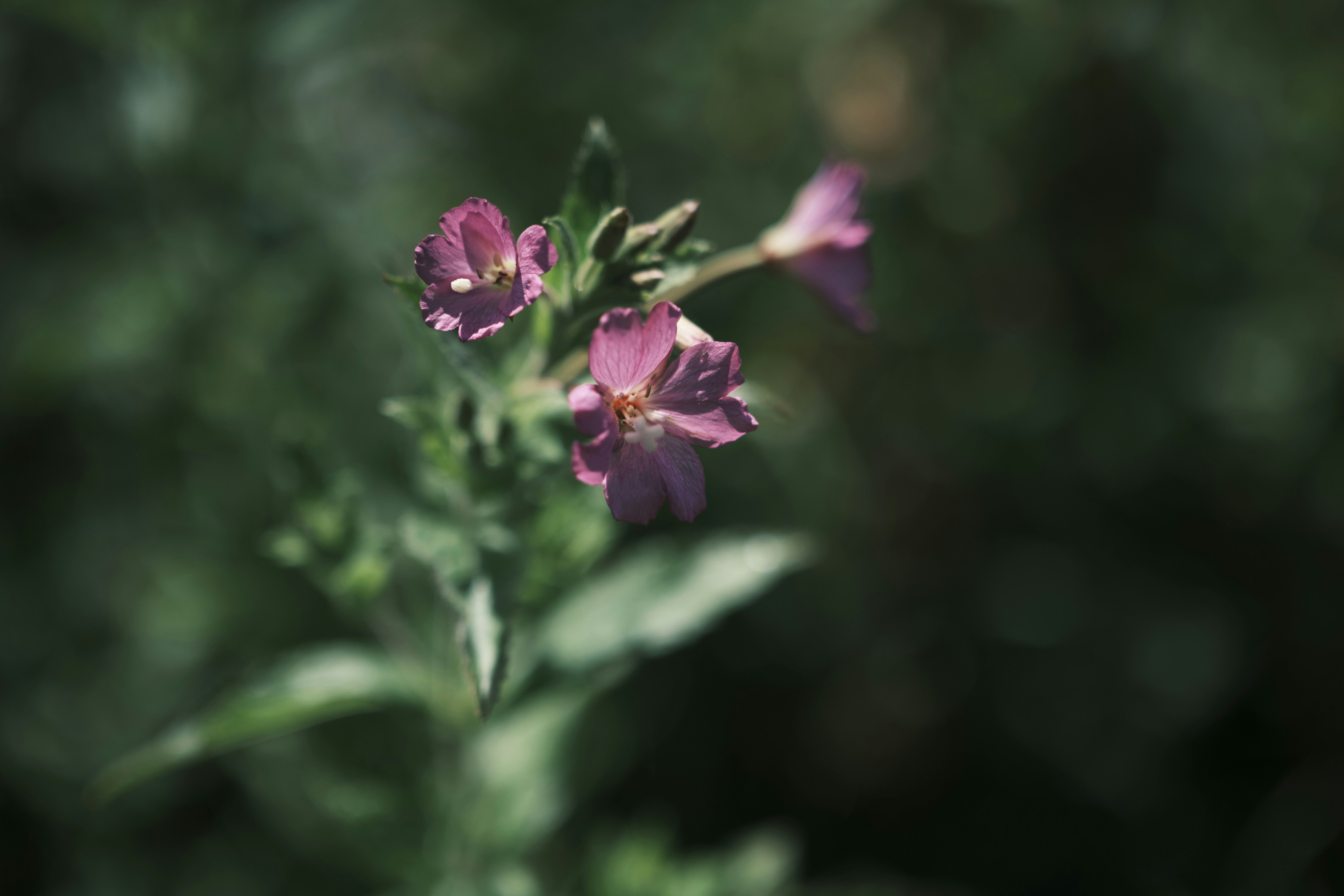 Photo by atelierbyvineeth