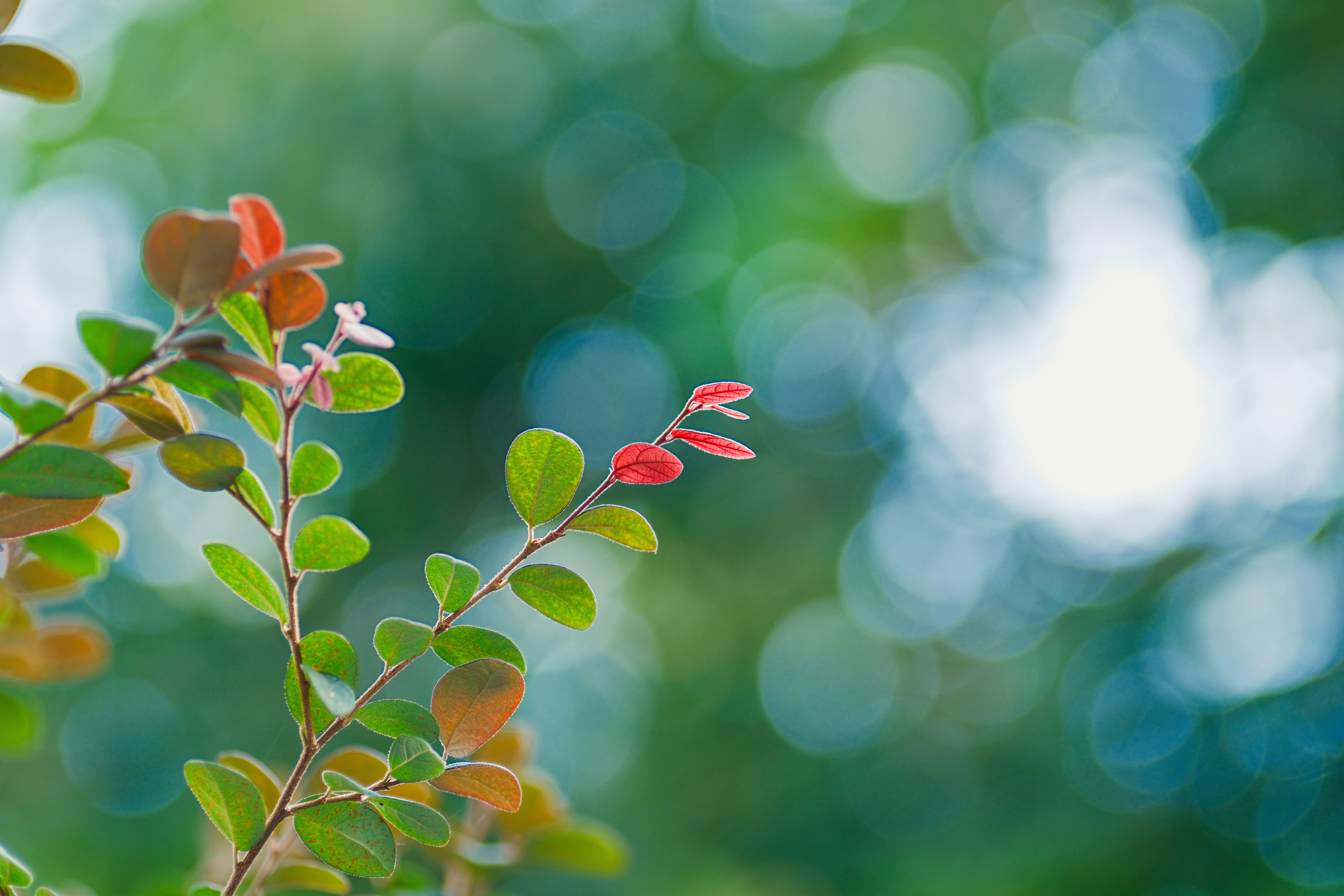 Photo by phuocsangvn