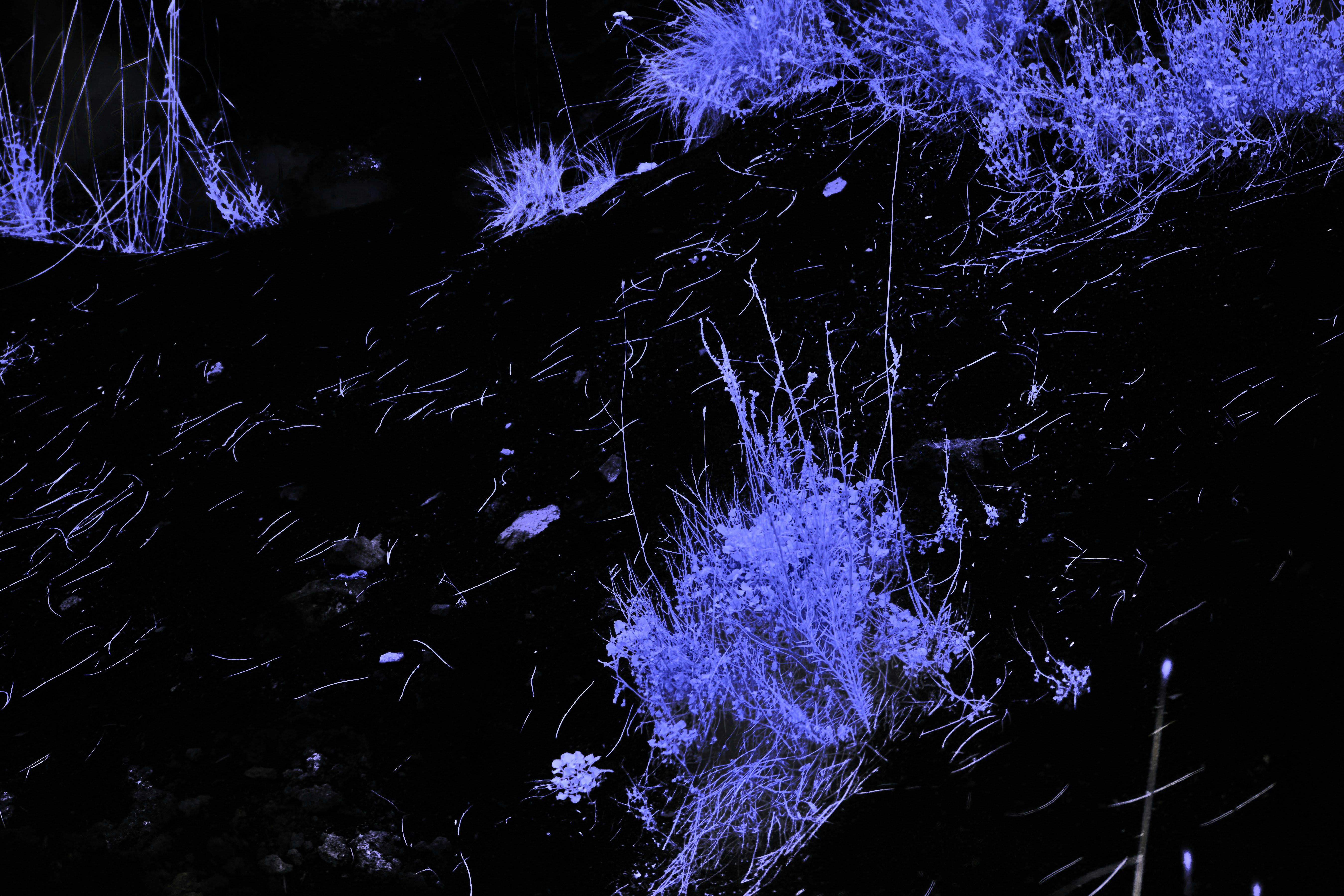 Photo by wolfgang_hasselmann