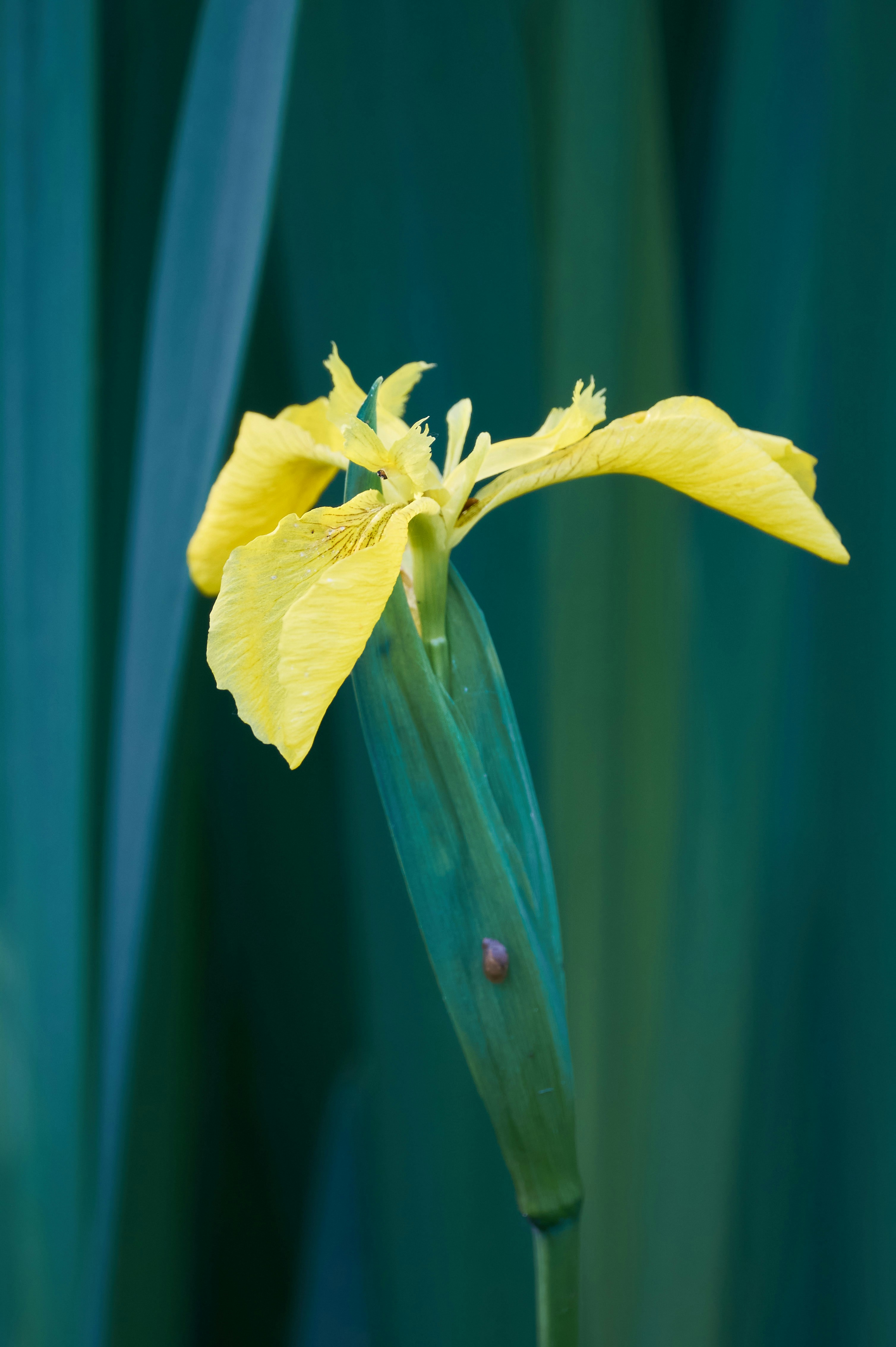 Photo by wolfgang_hasselmann