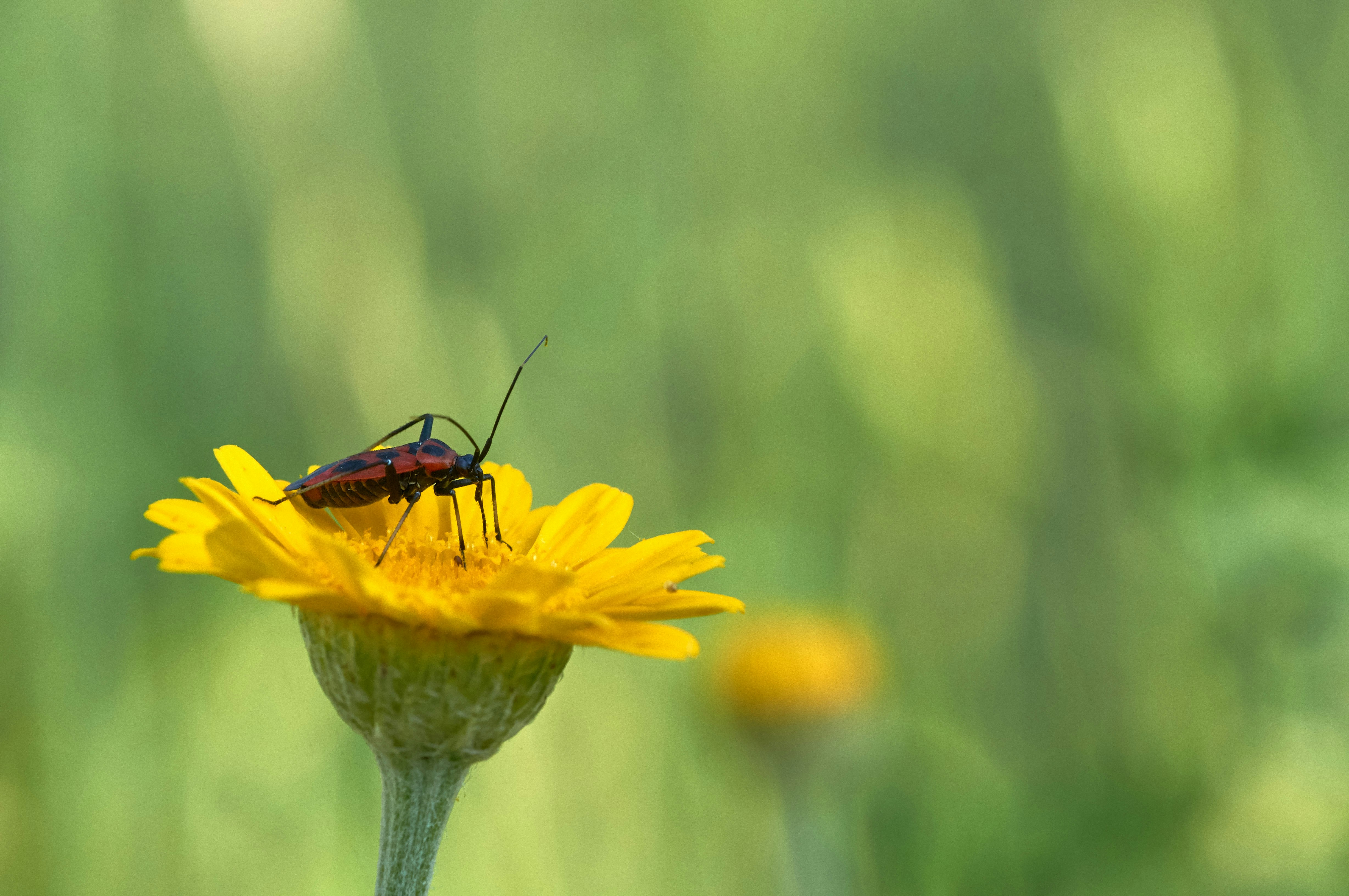 Photo by wolfgang_hasselmann