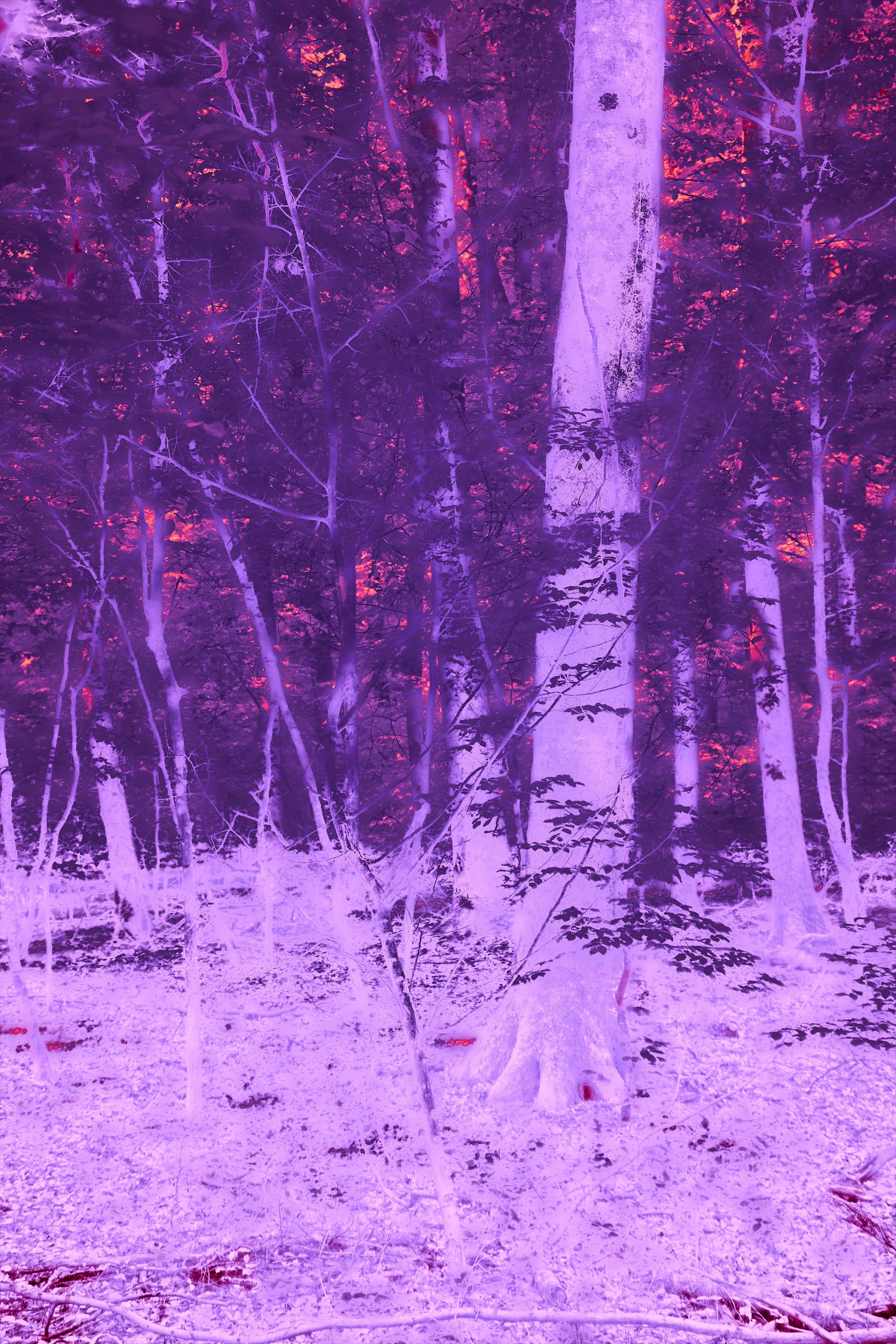 Photo by wolfgang_hasselmann