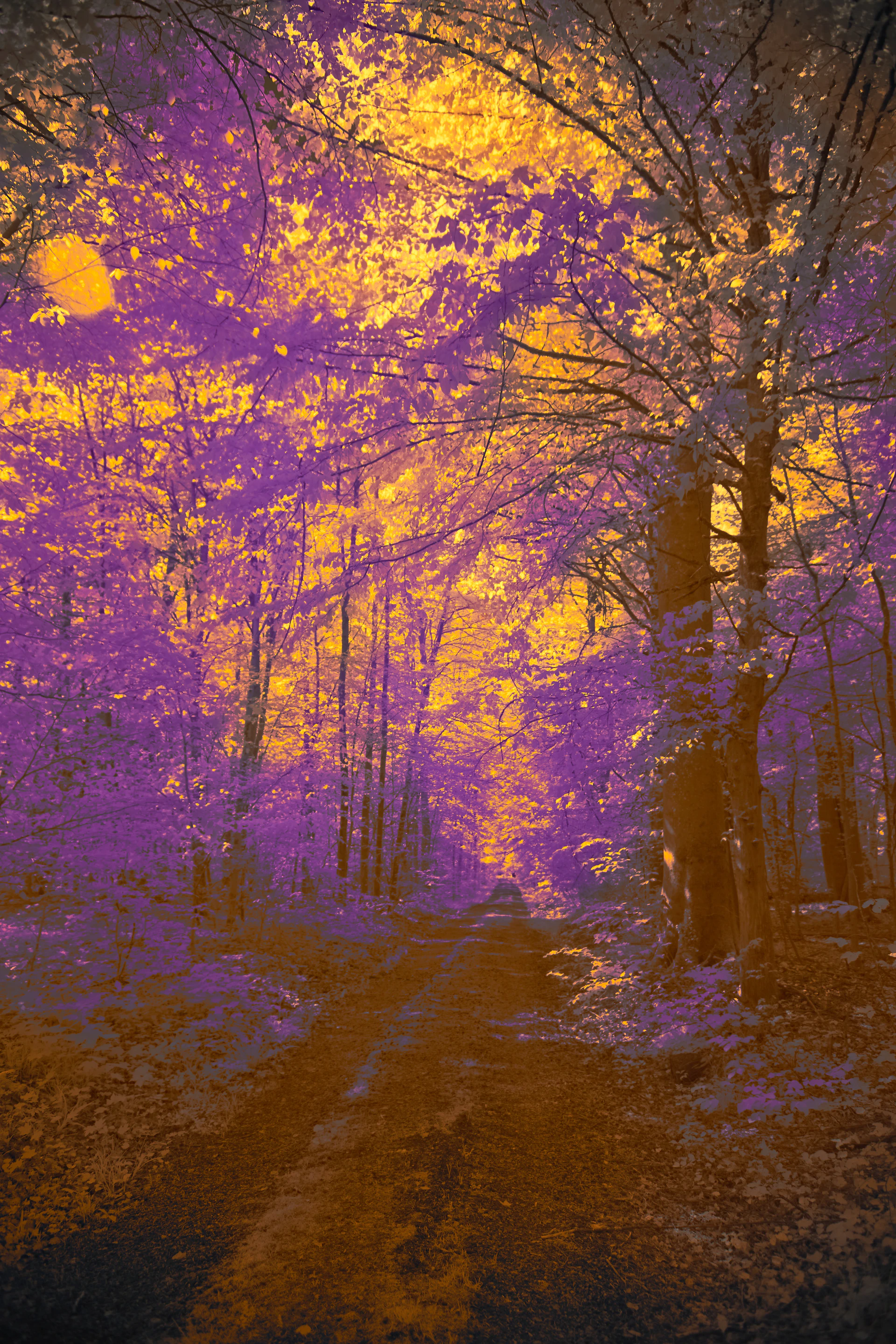 A sunlit forest path with purple and gold foliage