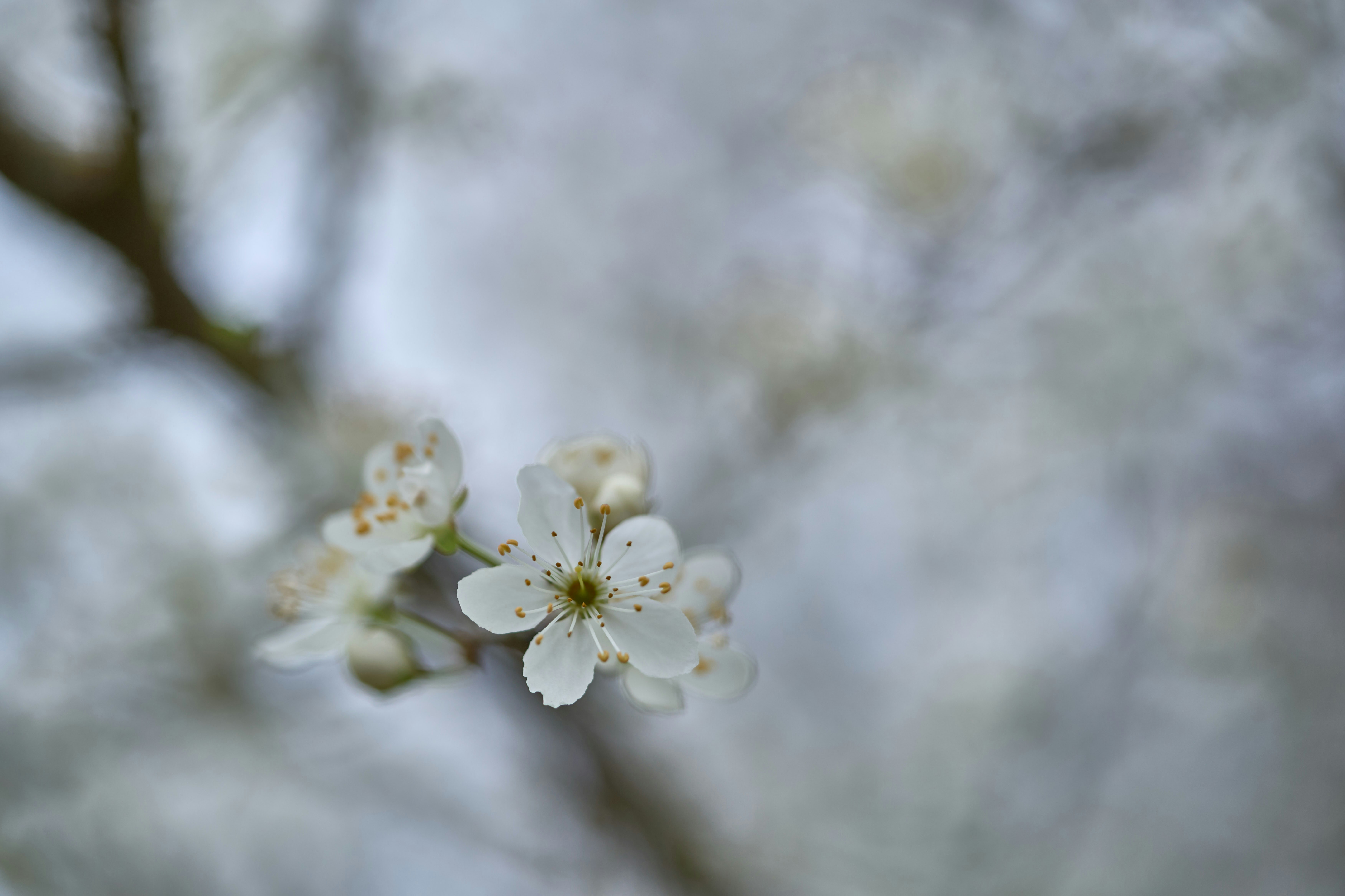 Photo by wolfgang_hasselmann