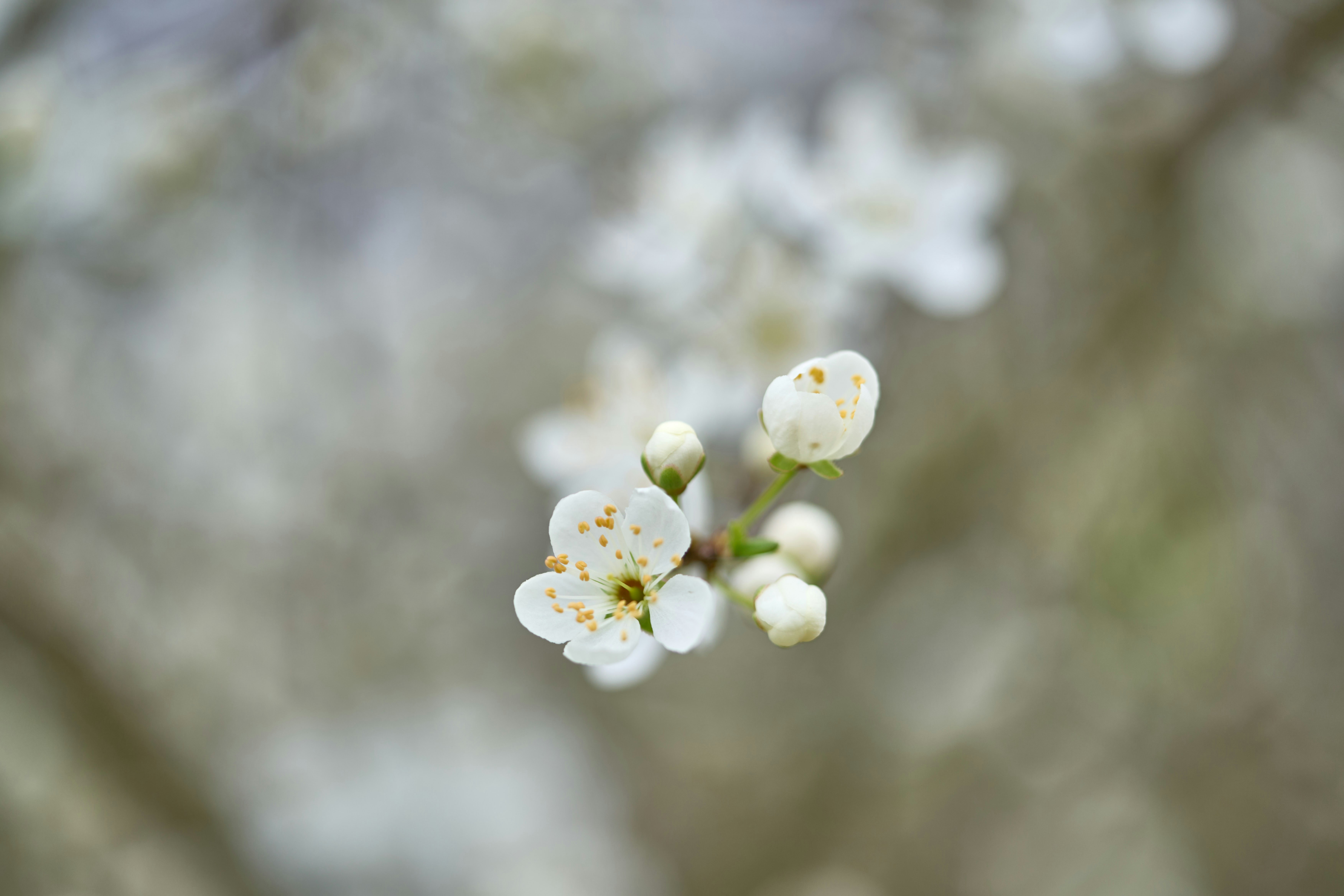 Photo by wolfgang_hasselmann