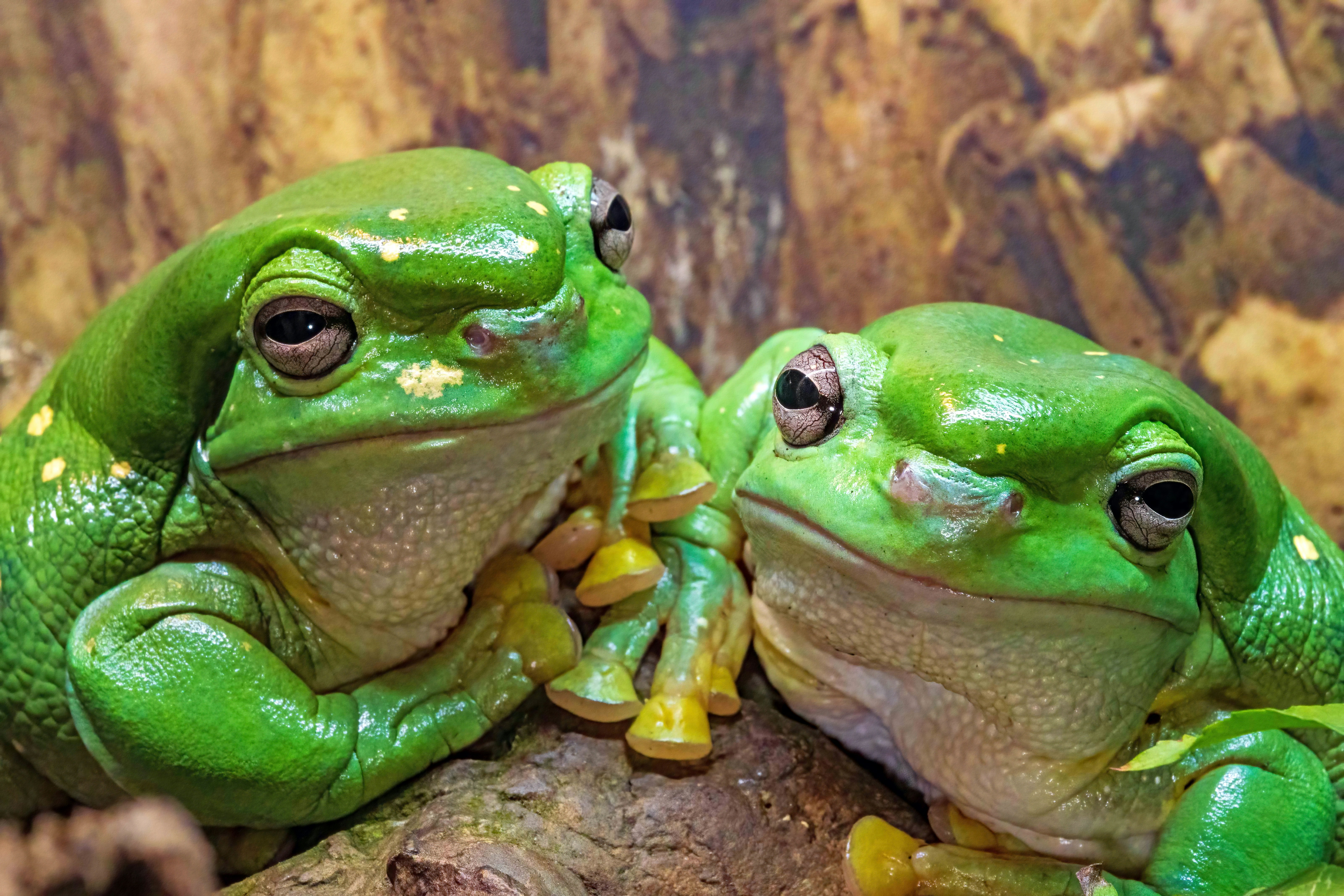 Want to be a citizen scientist? Here are 5 ways to get involved