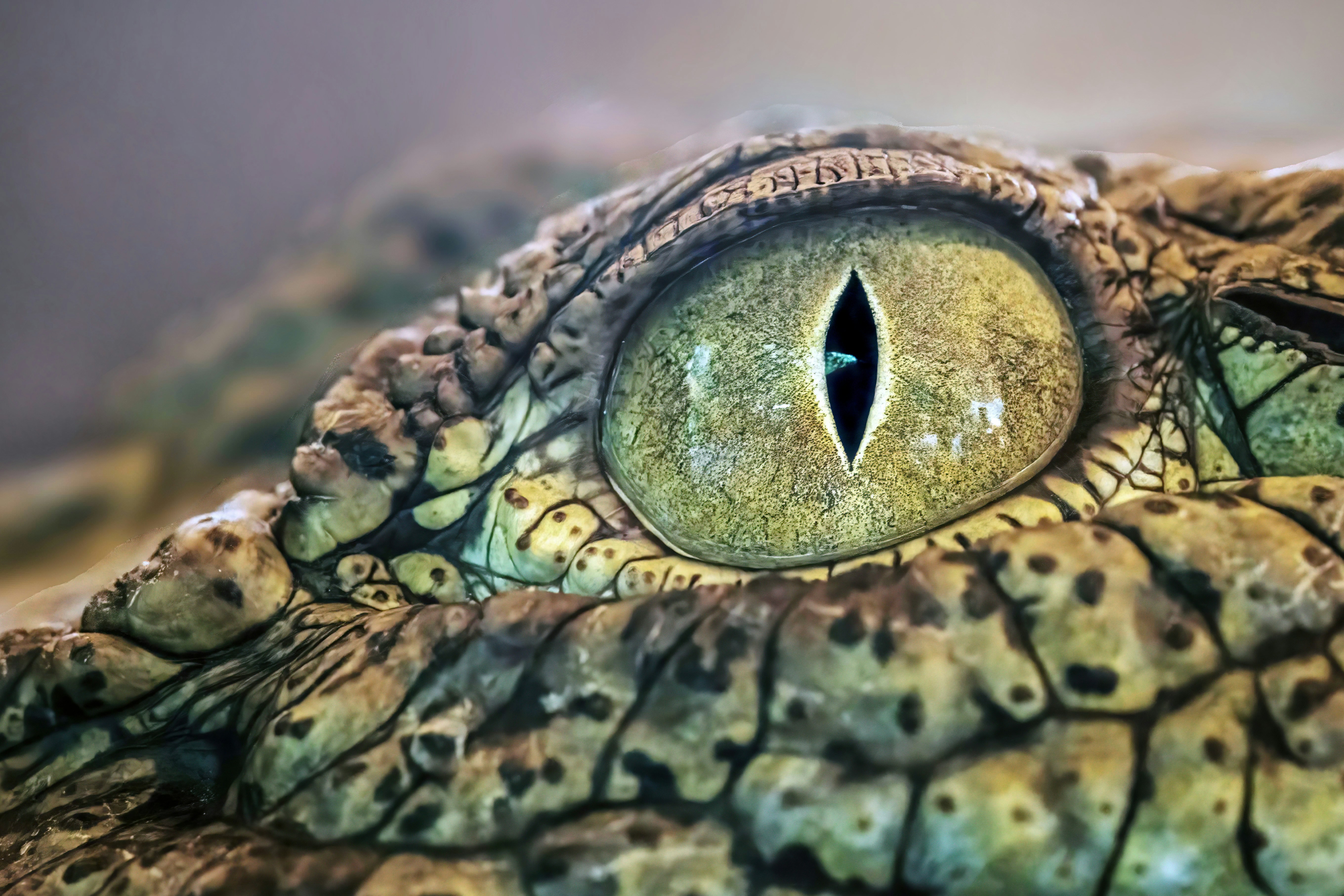 Close-up of a crocodile's eye and scaly skin