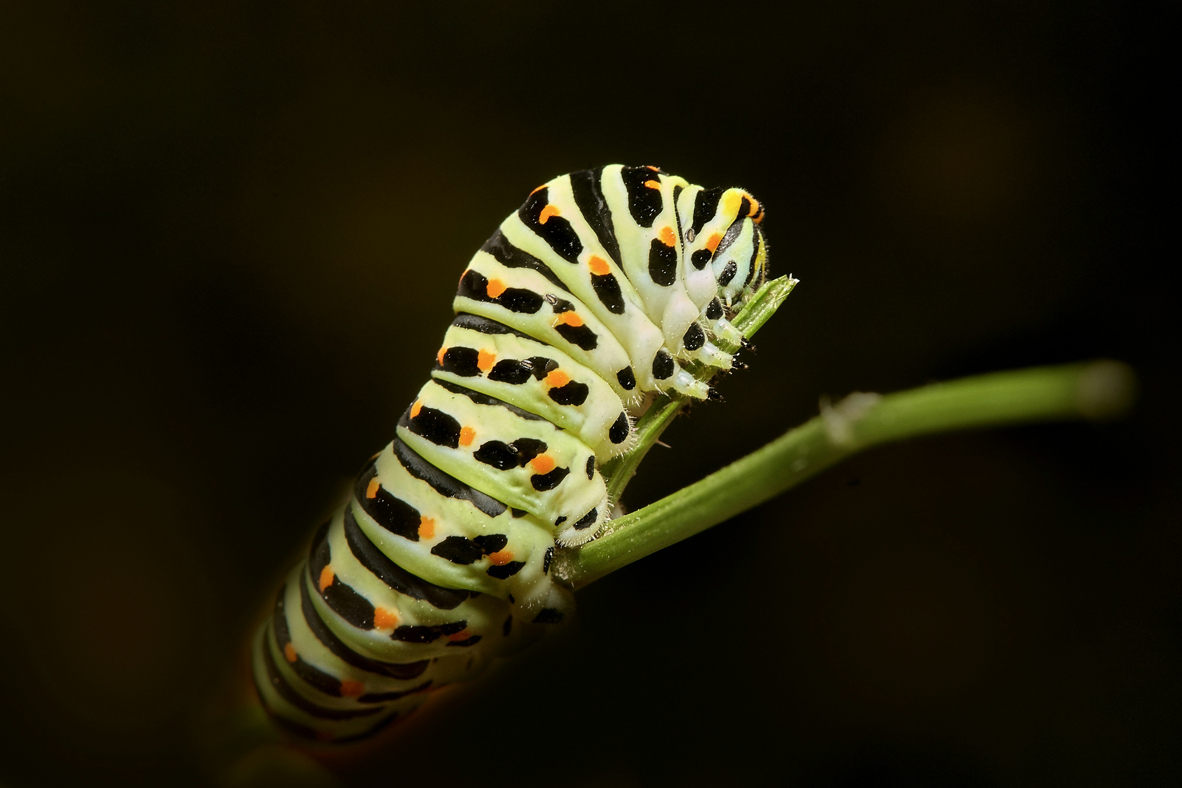 Photo by erwinbosman