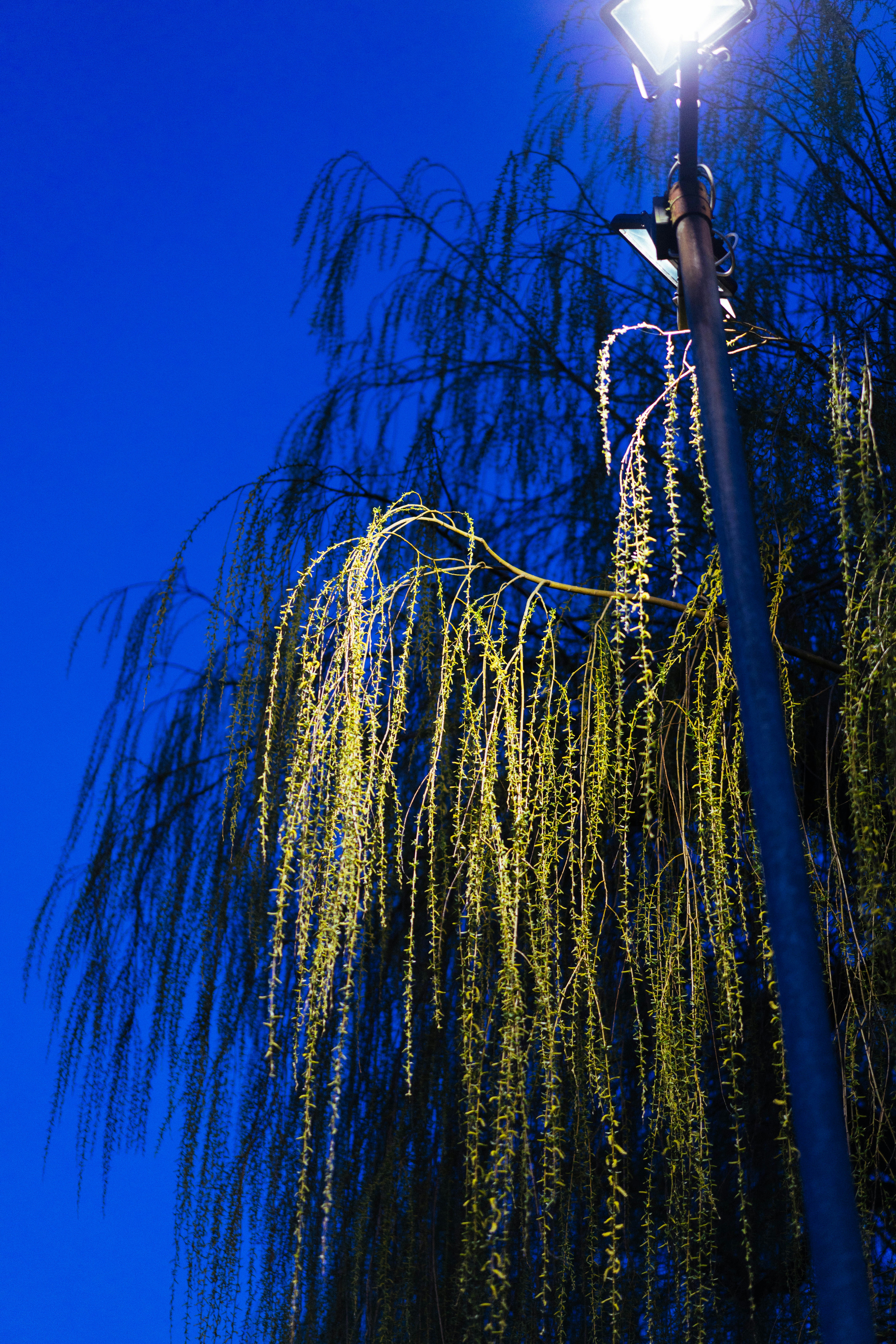 Weeping willow tree branches illuminated by a streetlamp at dusk.