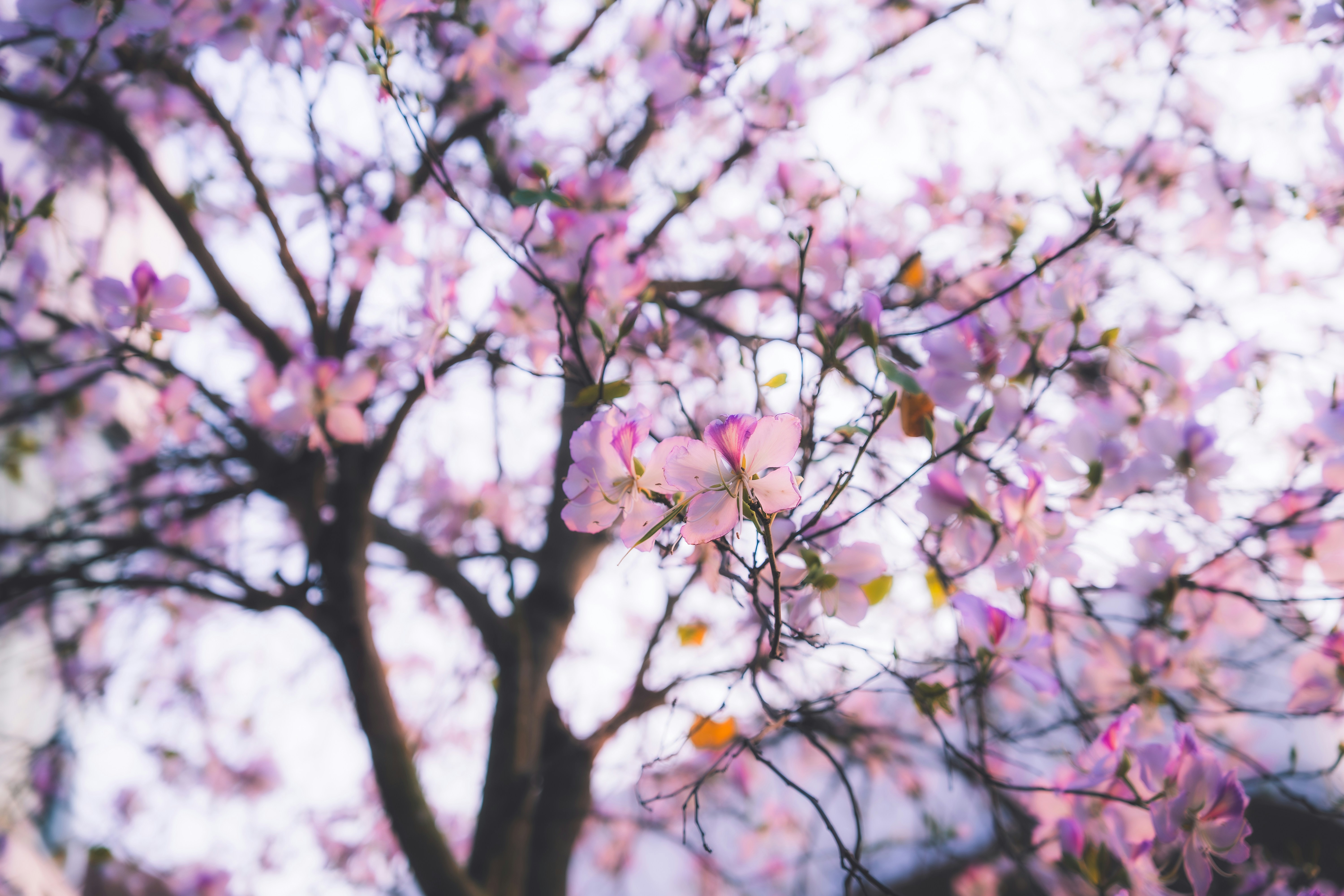 Photo by niko_nguyen_10