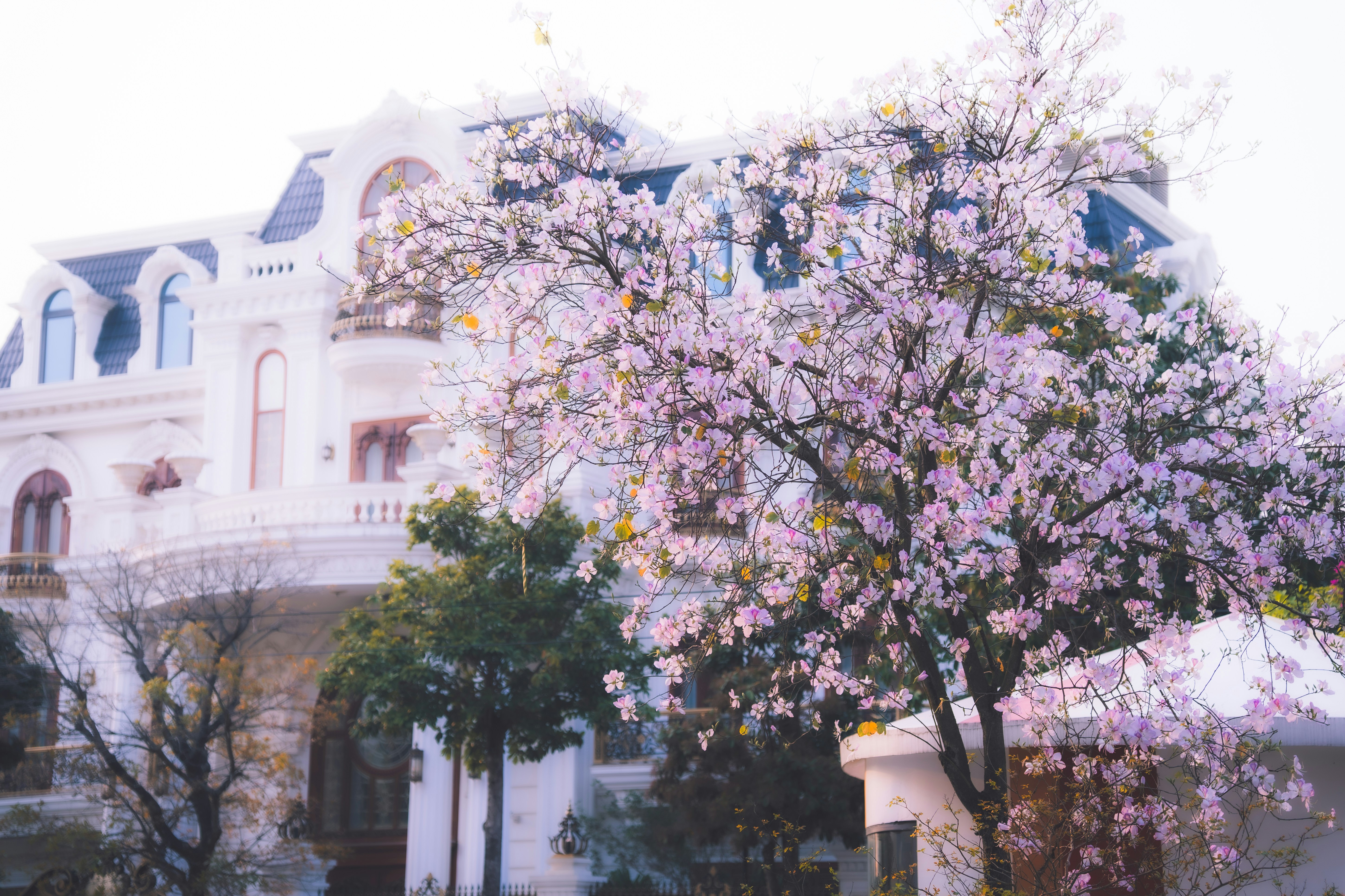 Photo by niko_nguyen_10