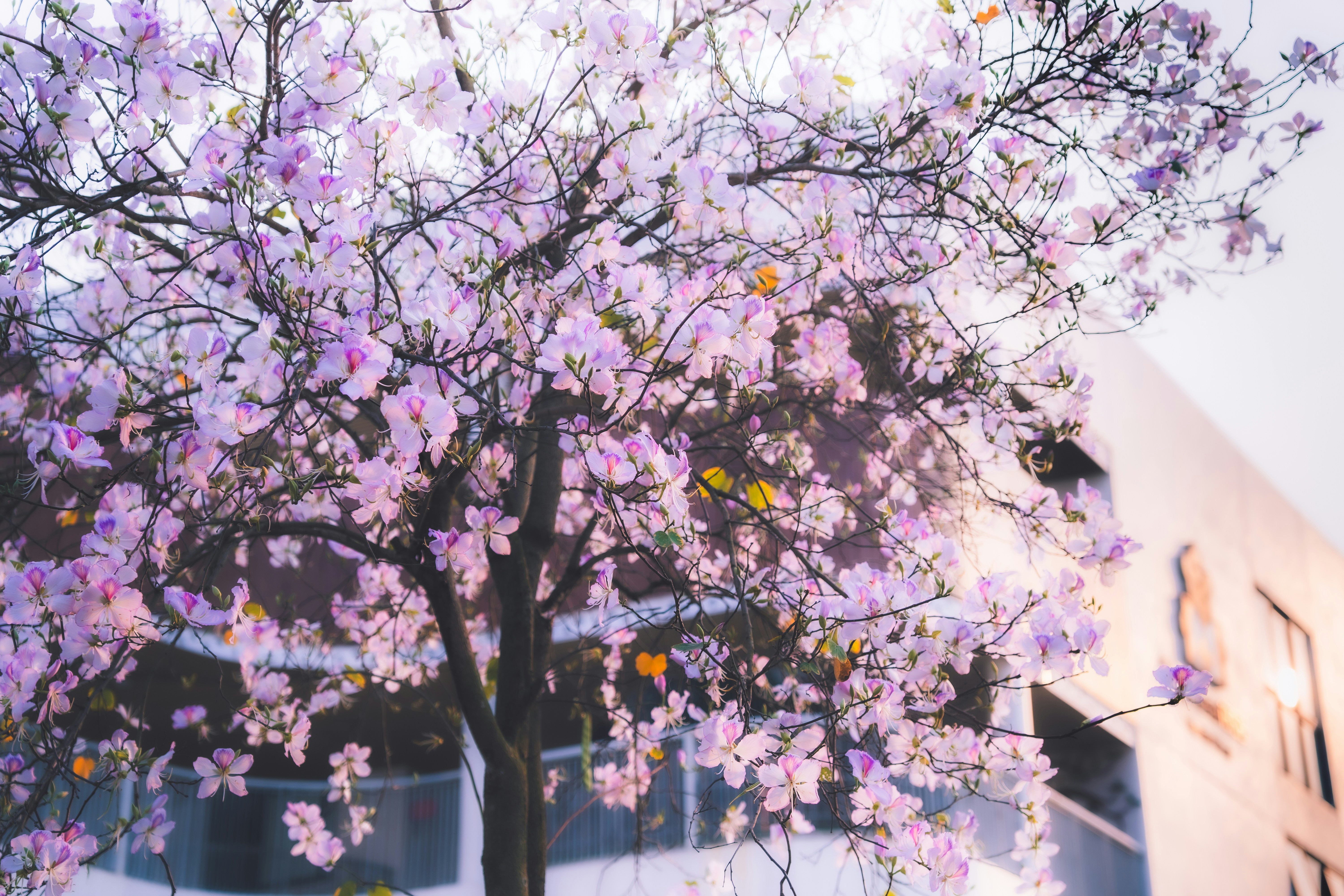 Photo by niko_nguyen_10