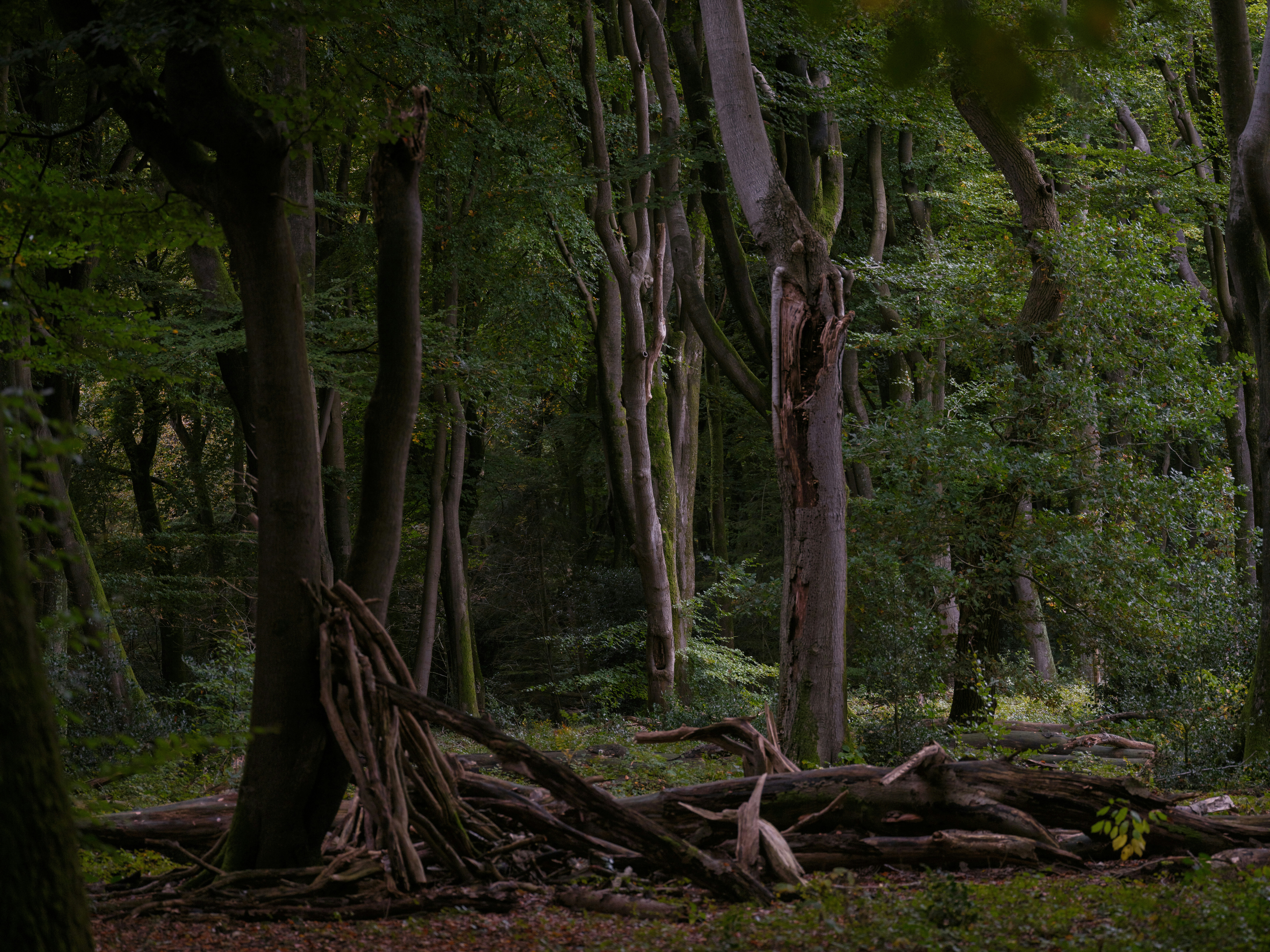 Photo by haberdoedas