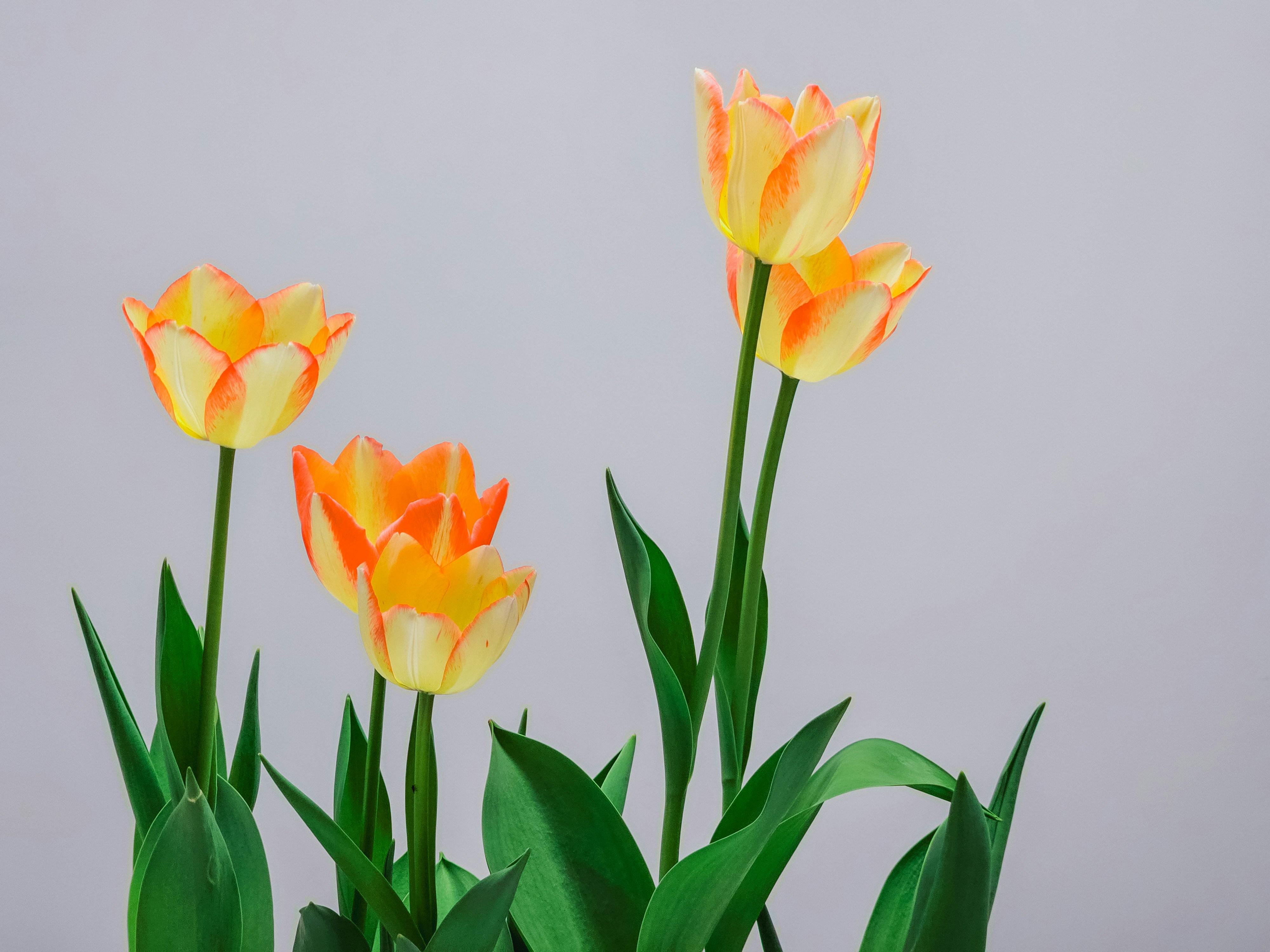 Gelbe und orangefarbene Tulpen mit grünen Blättern auf grauem Hintergrund