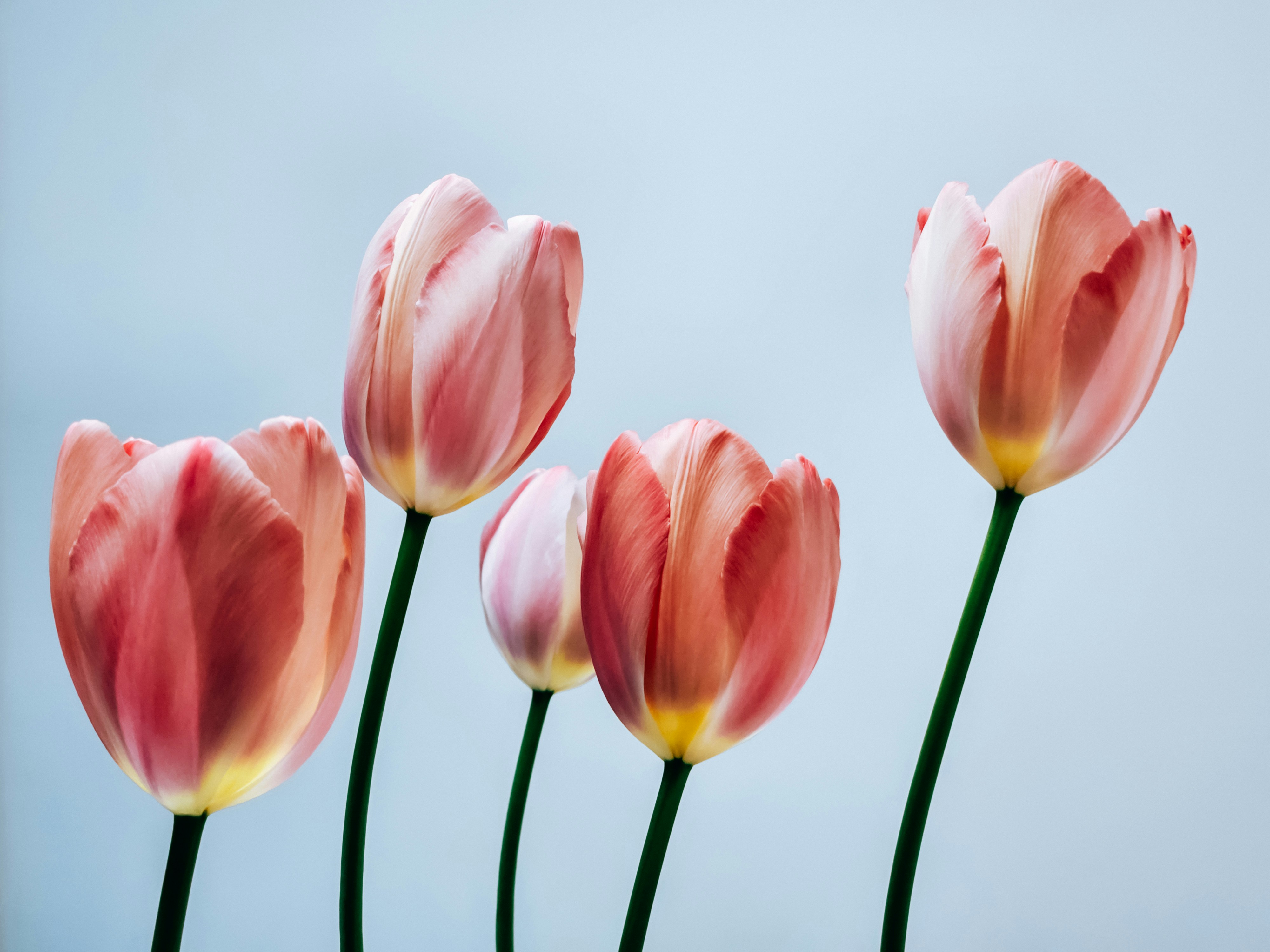 Fünf rosa Tulpen stehen vor einem blassblauen Hintergrund.