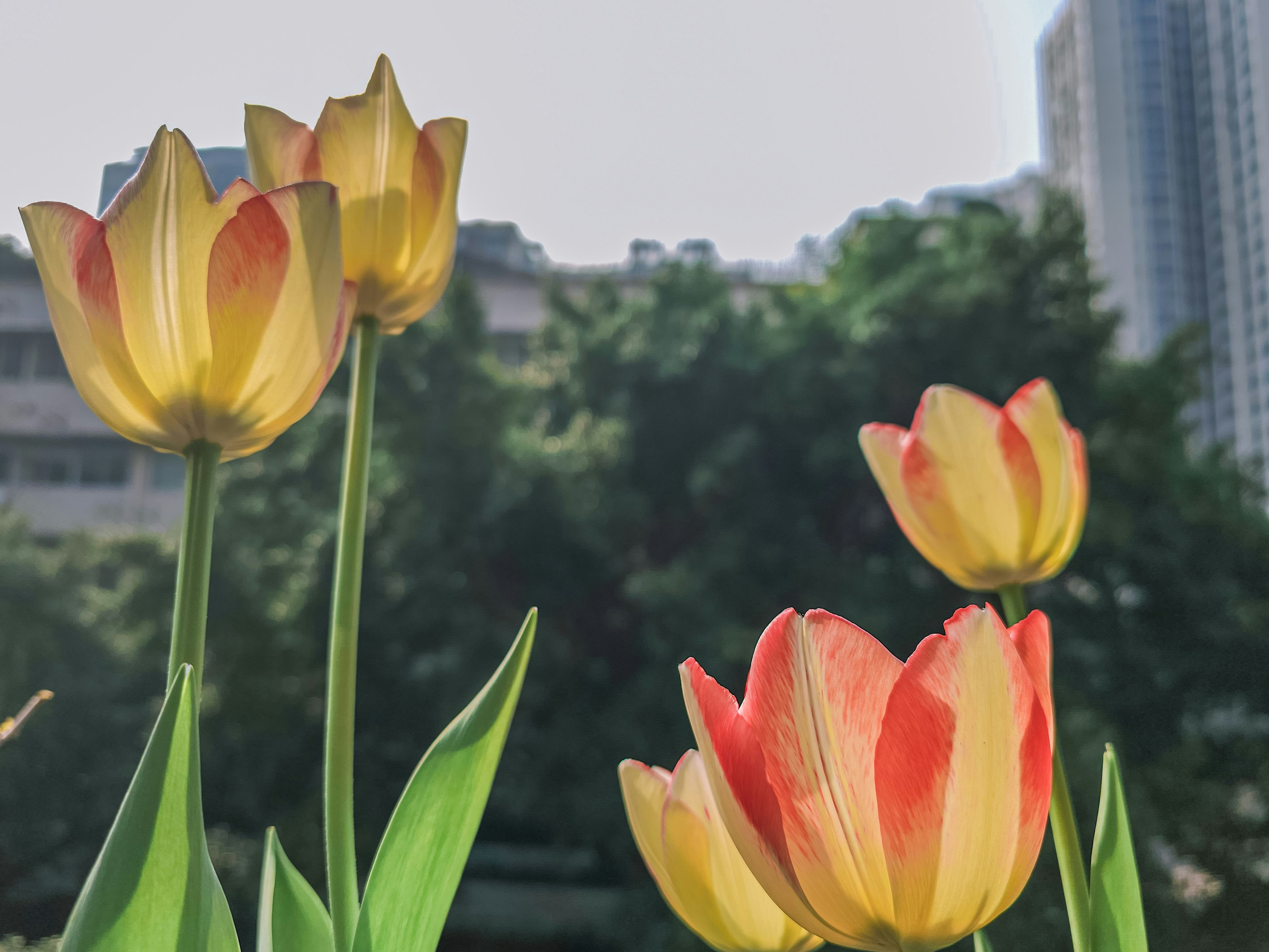 Gelbe und rote Tulpen, die im Sonnenlicht blühen