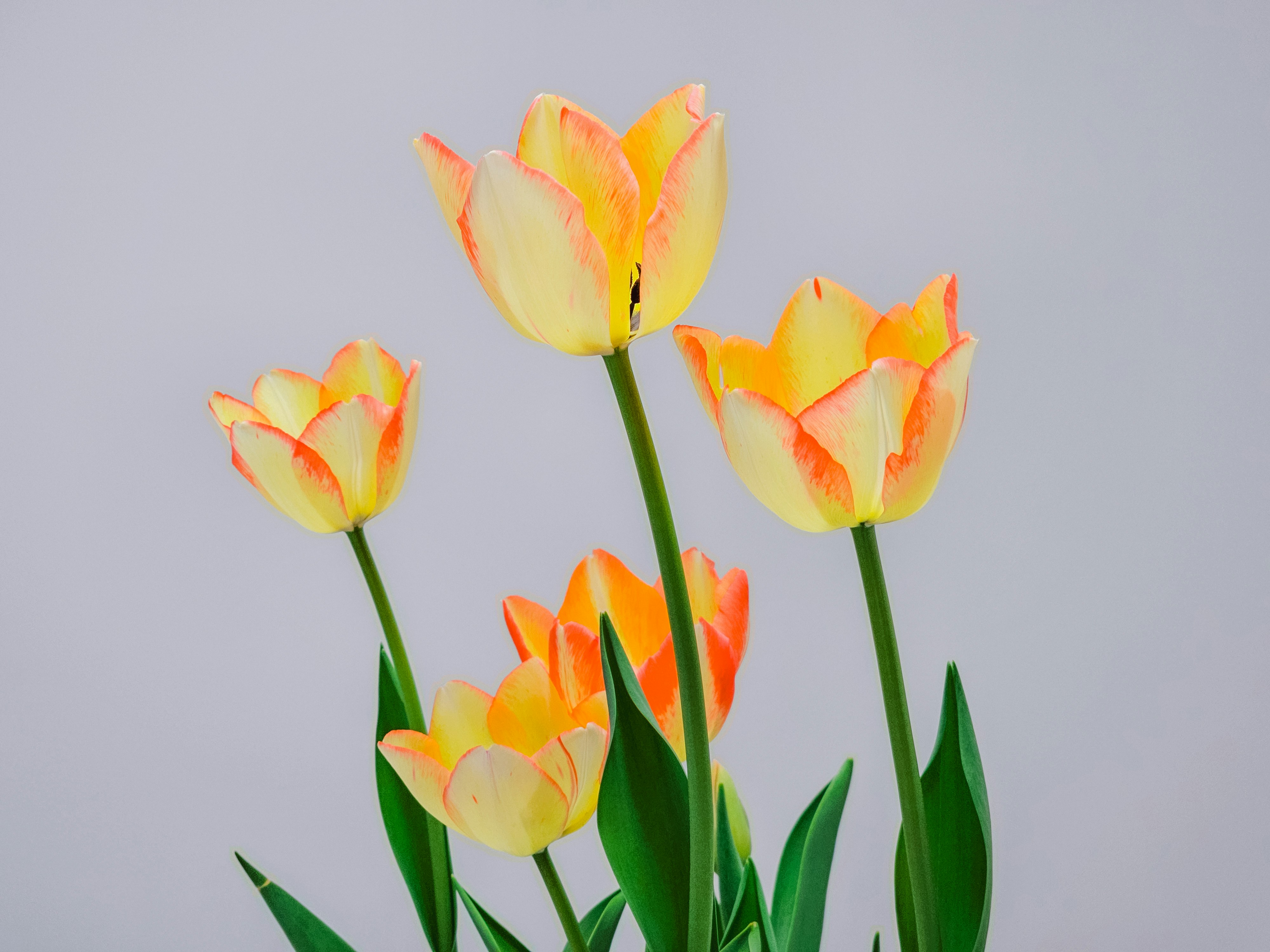 Gelbe und orangefarbene Tulpen vor hellem Hintergrund