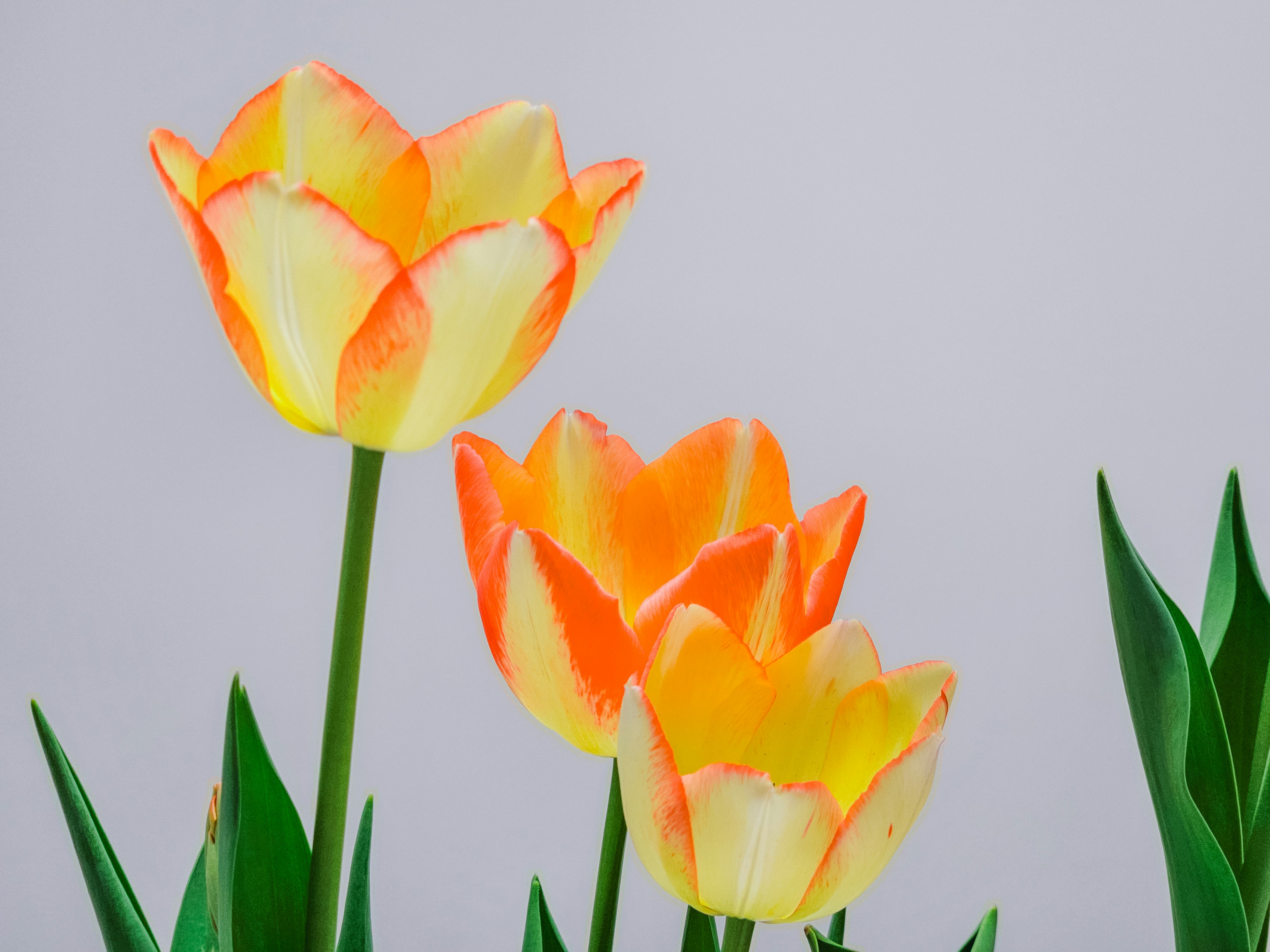 Drei gelbe und orangefarbene Tulpen mit grünen Blättern