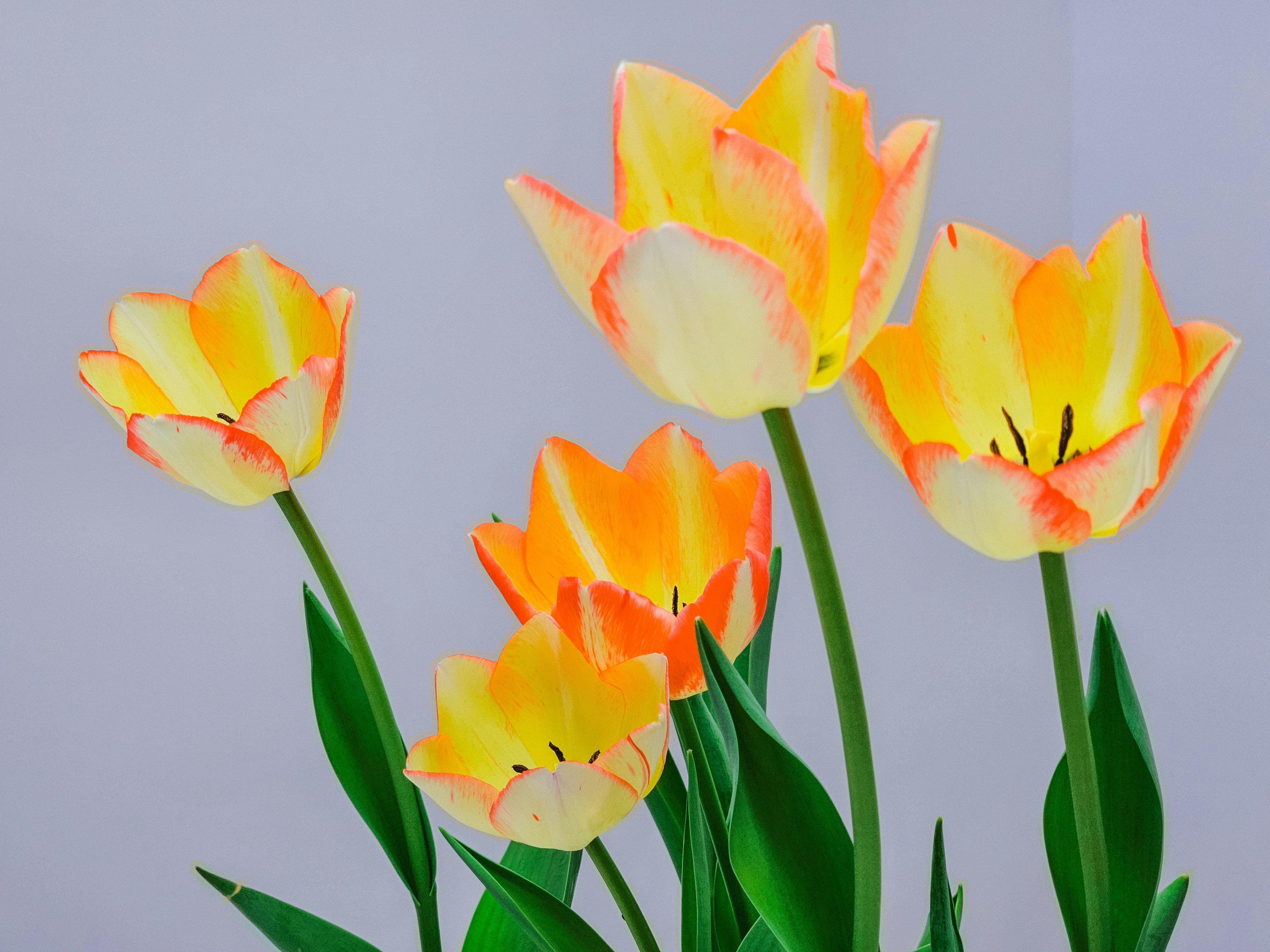 Gelbe und orangefarbene Tulpen mit grünen Blättern