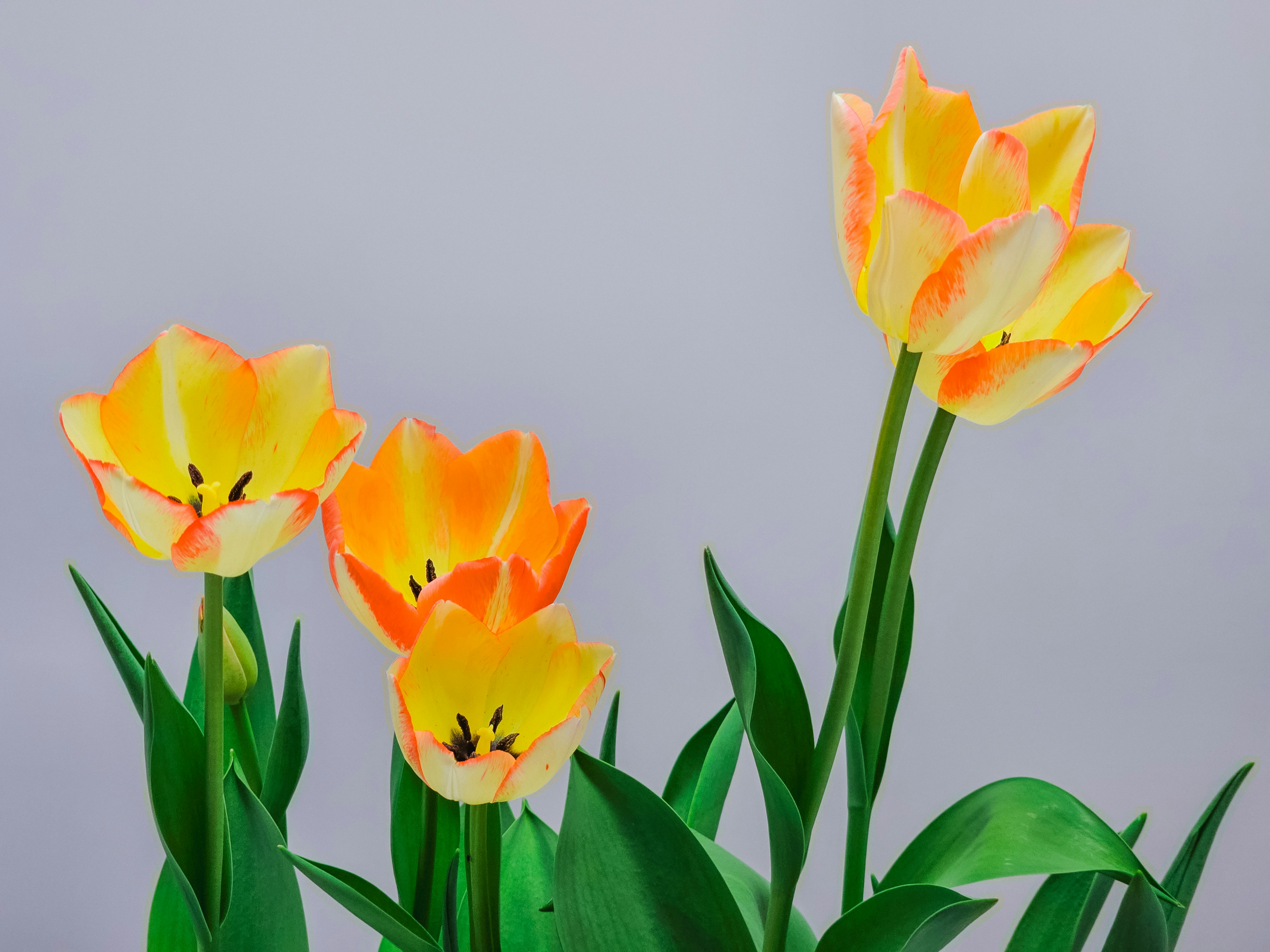 Gelbe und orangefarbene Tulpen mit grünen Blättern auf grauem Hintergrund