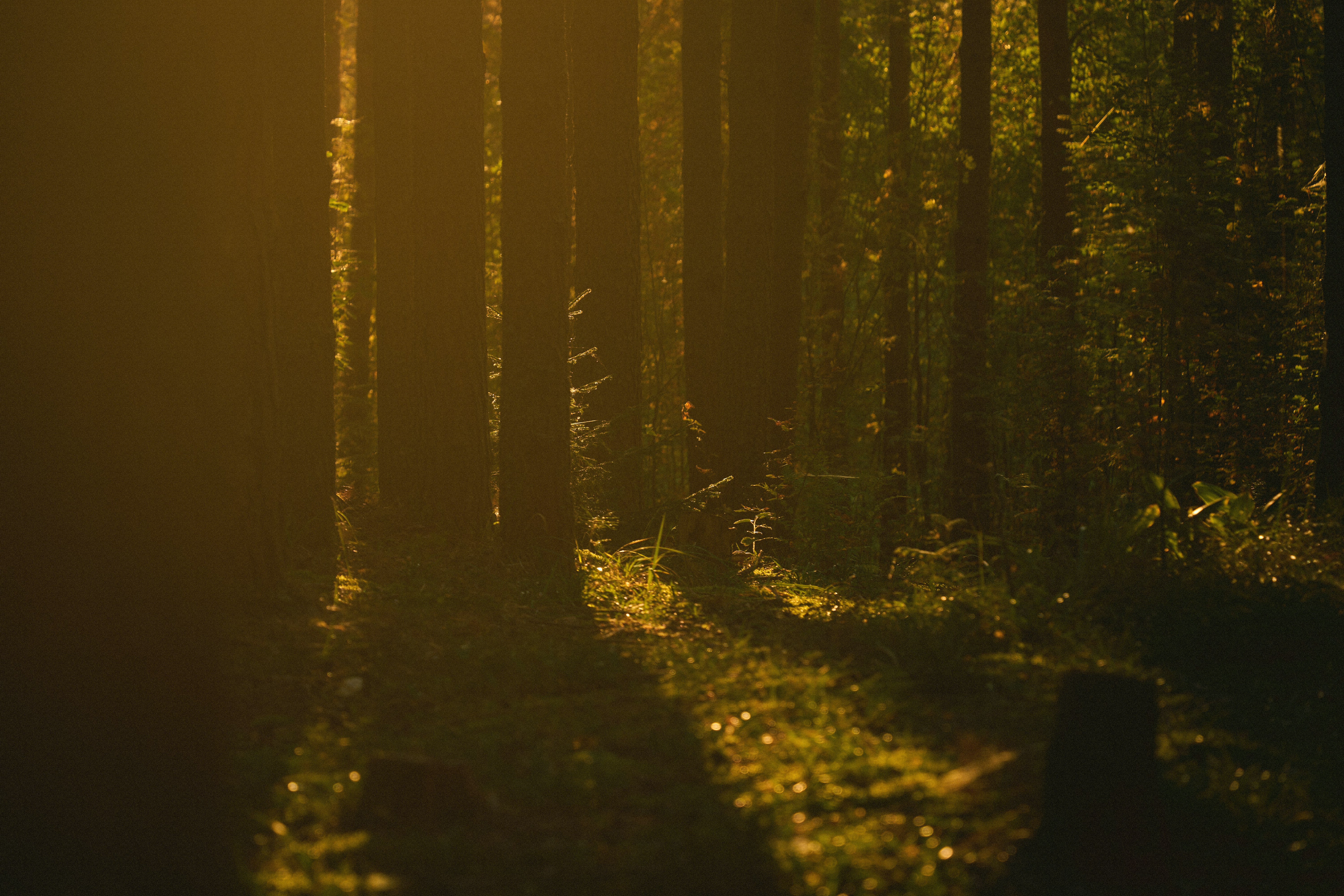 Photo by slenderrowantree