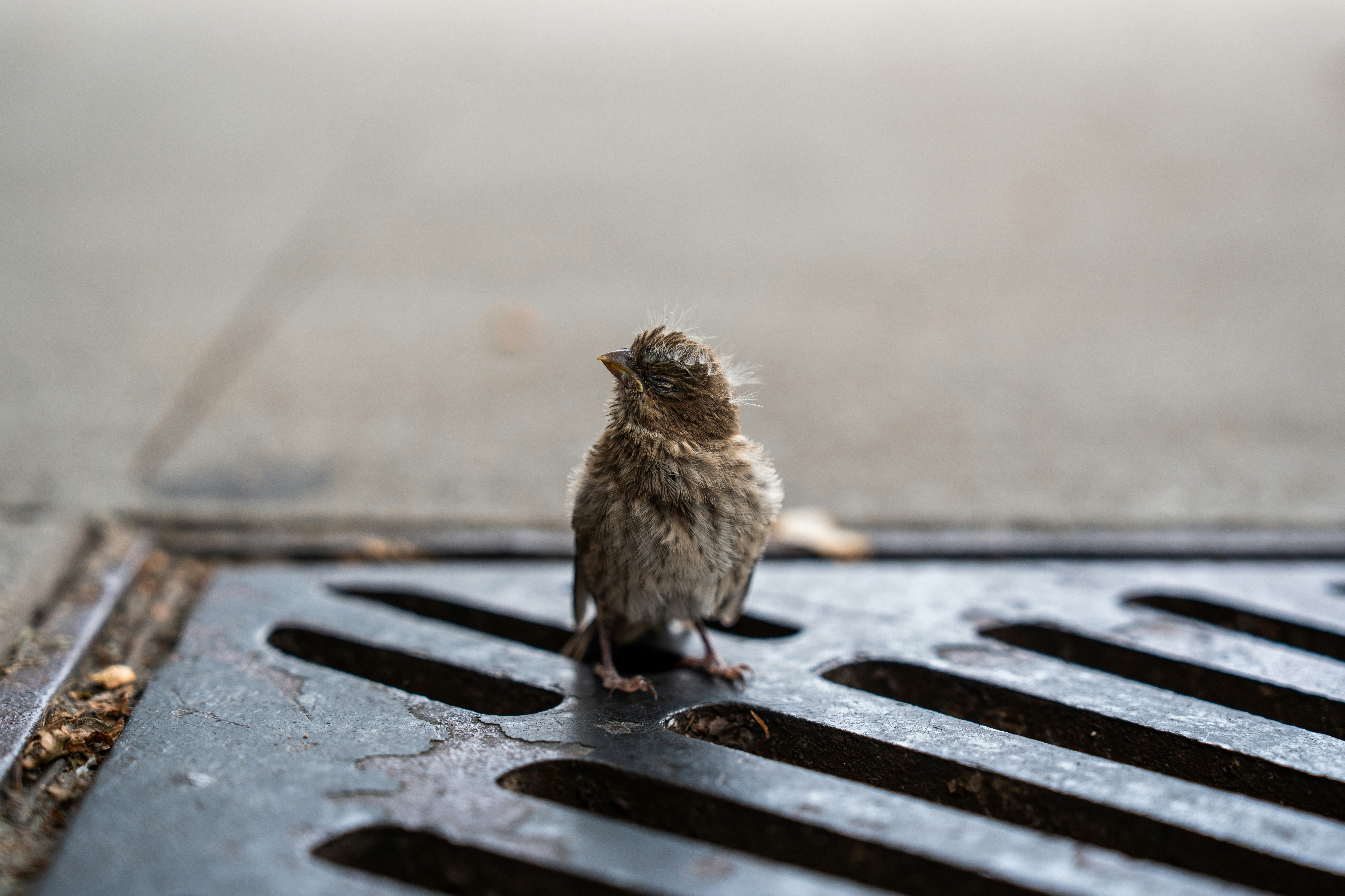 A small bird stands on a metal grate.