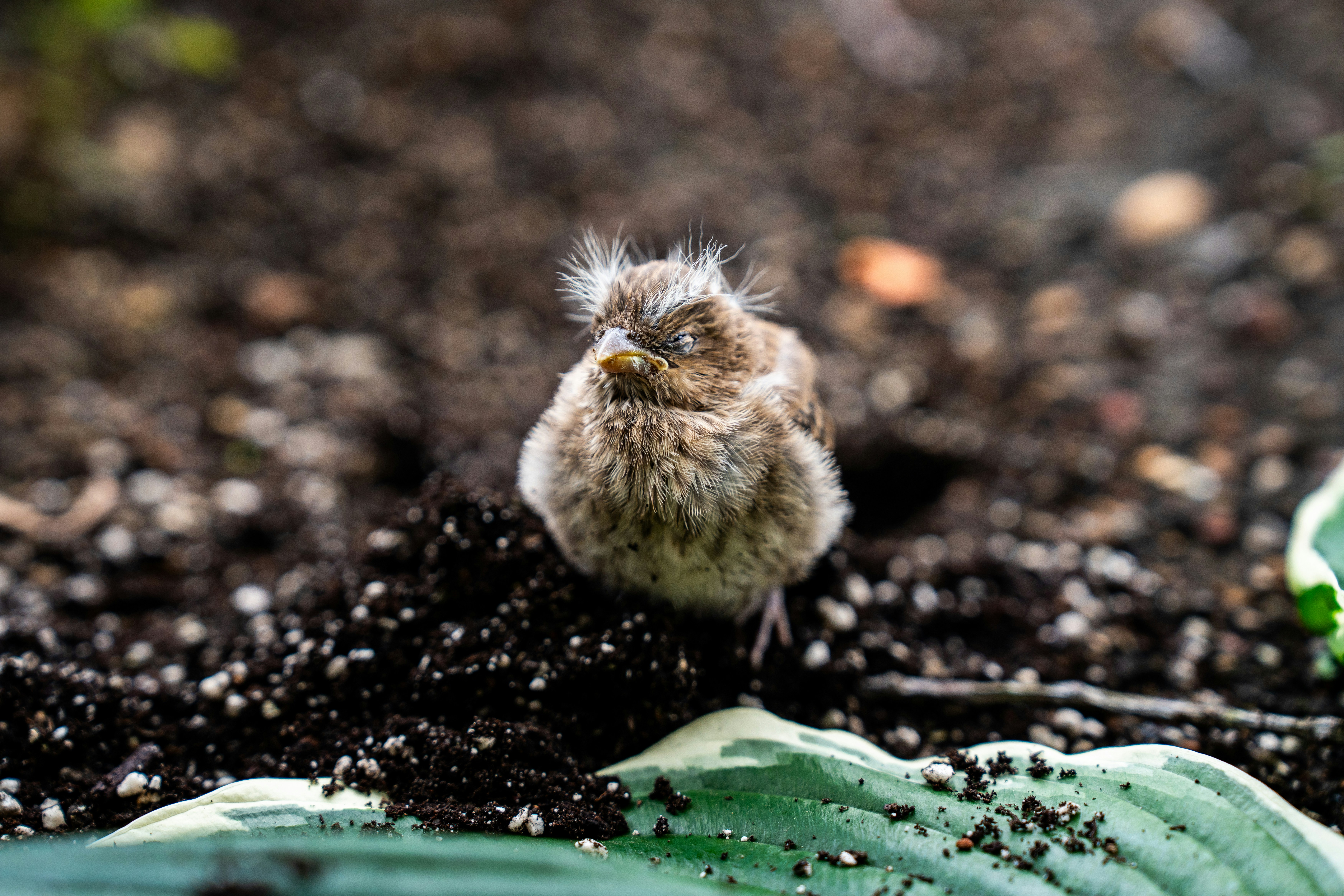 A fluffy baby bird sits on the ground.