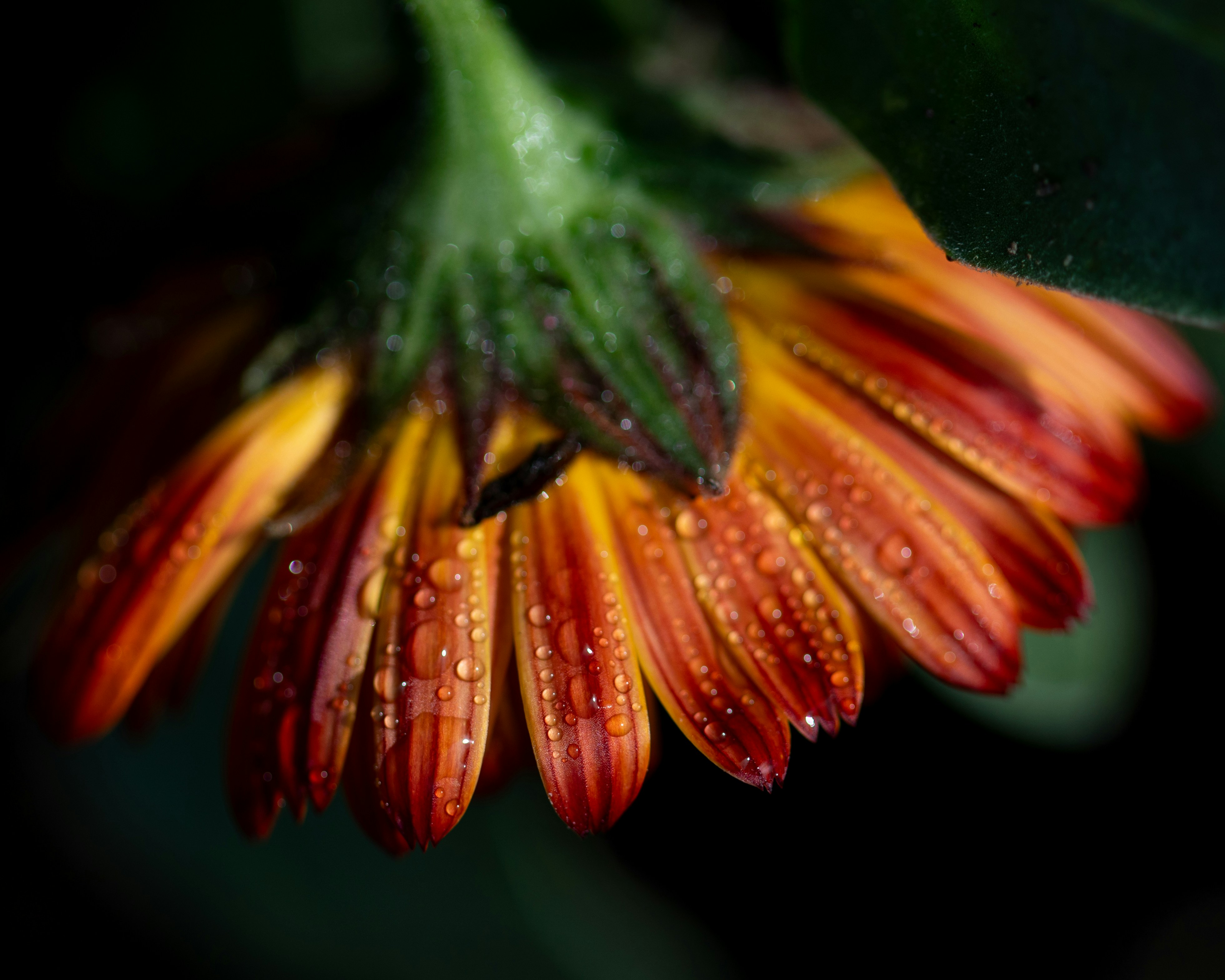 Nahaufnahme einer orange-gelben Blume mit Wassertropfen.