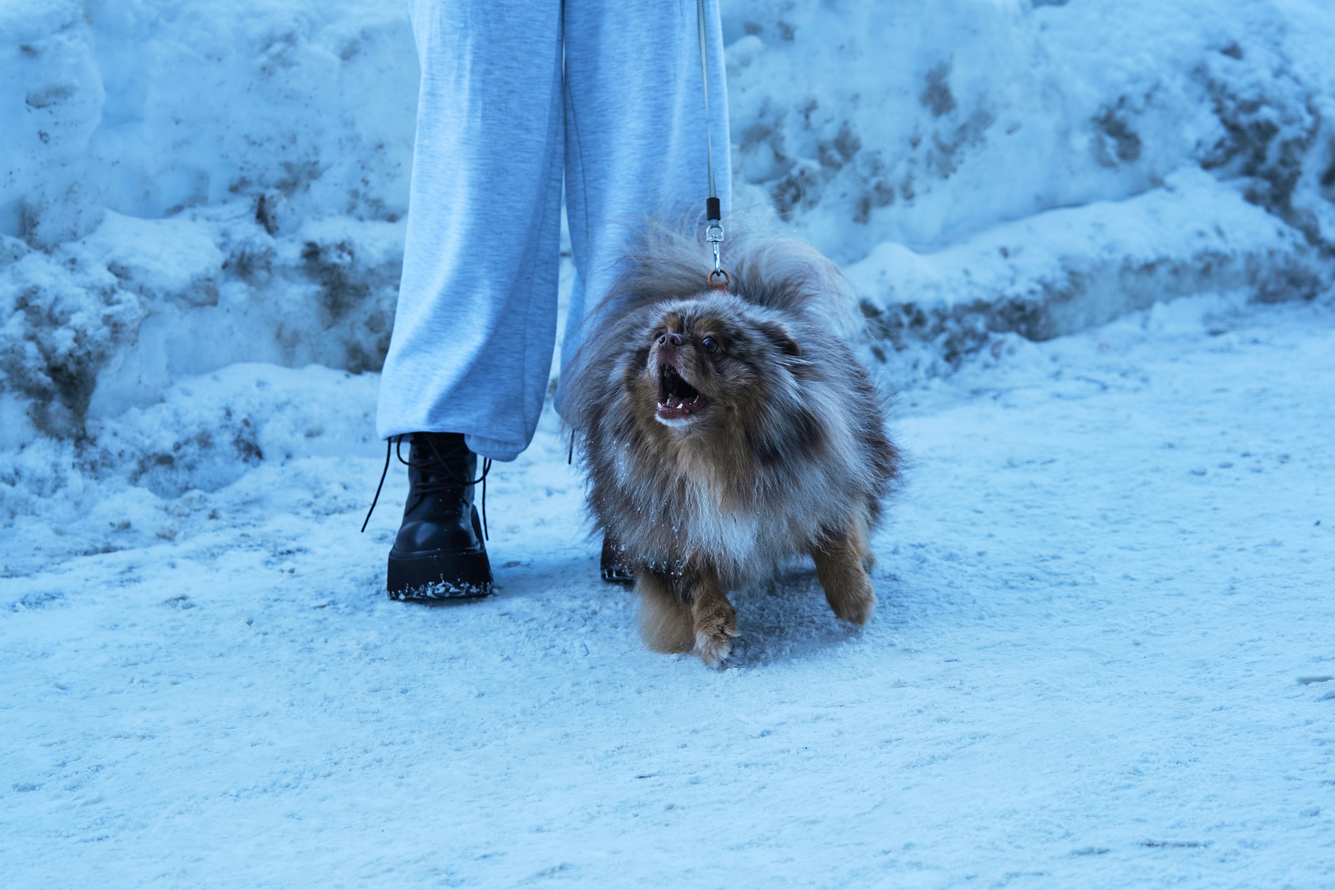 A fluffy dog walks in the snow with its owner.