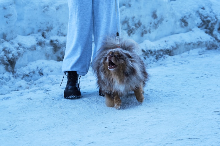 Dog walking in snow wearing boots