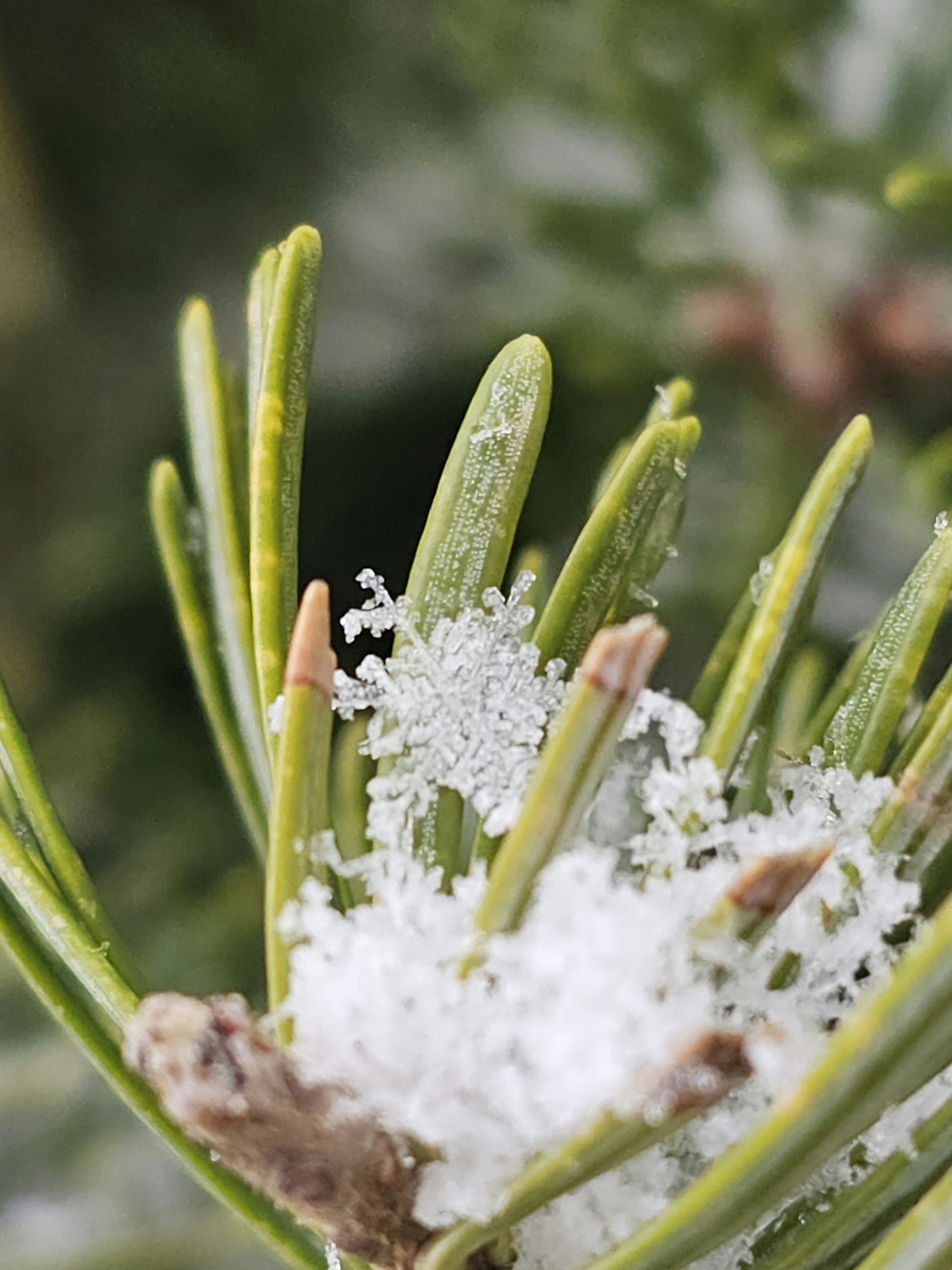 Perfect Snowflake on a pine needle cluster.