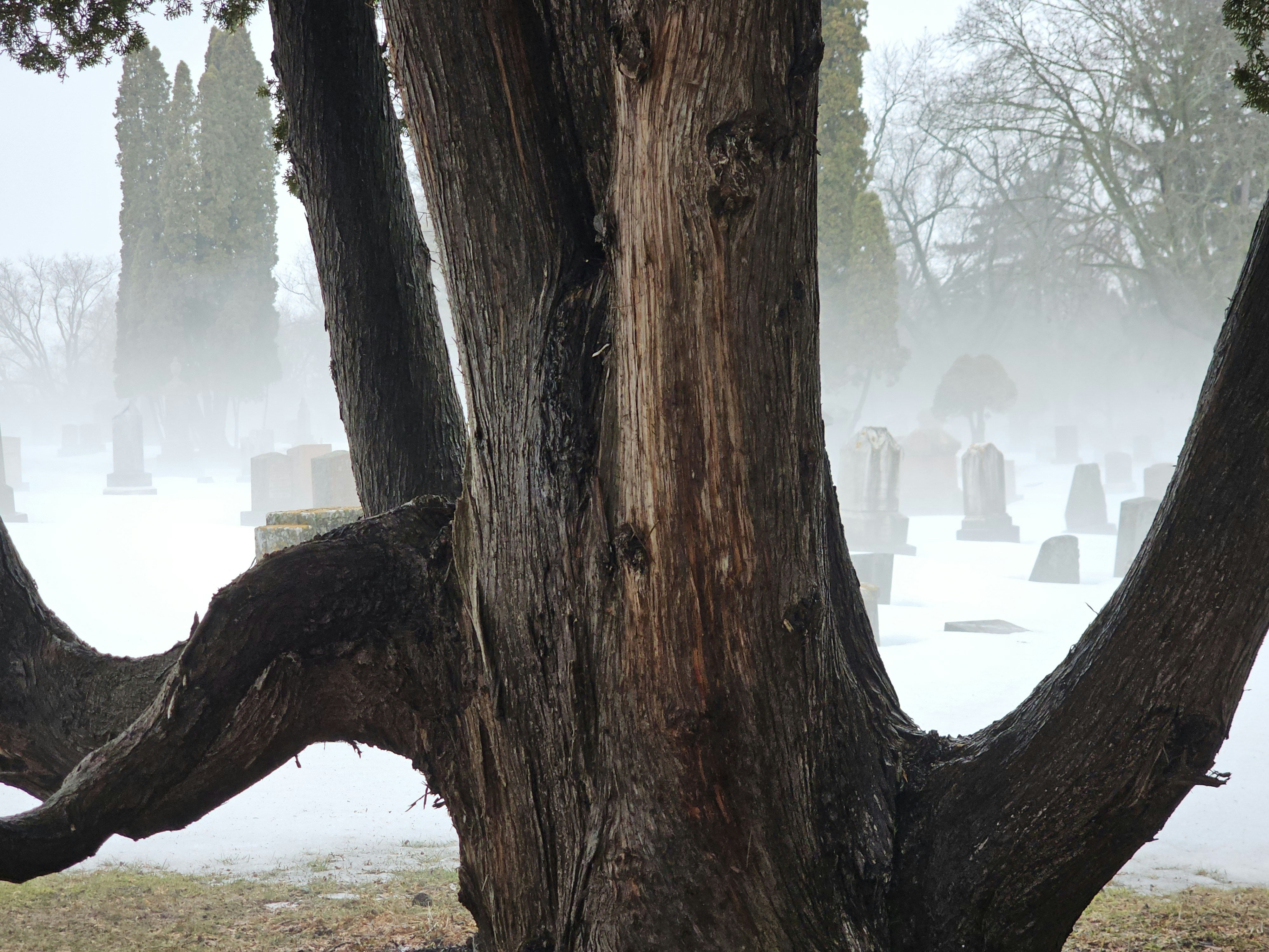 Old tree in cemetery.