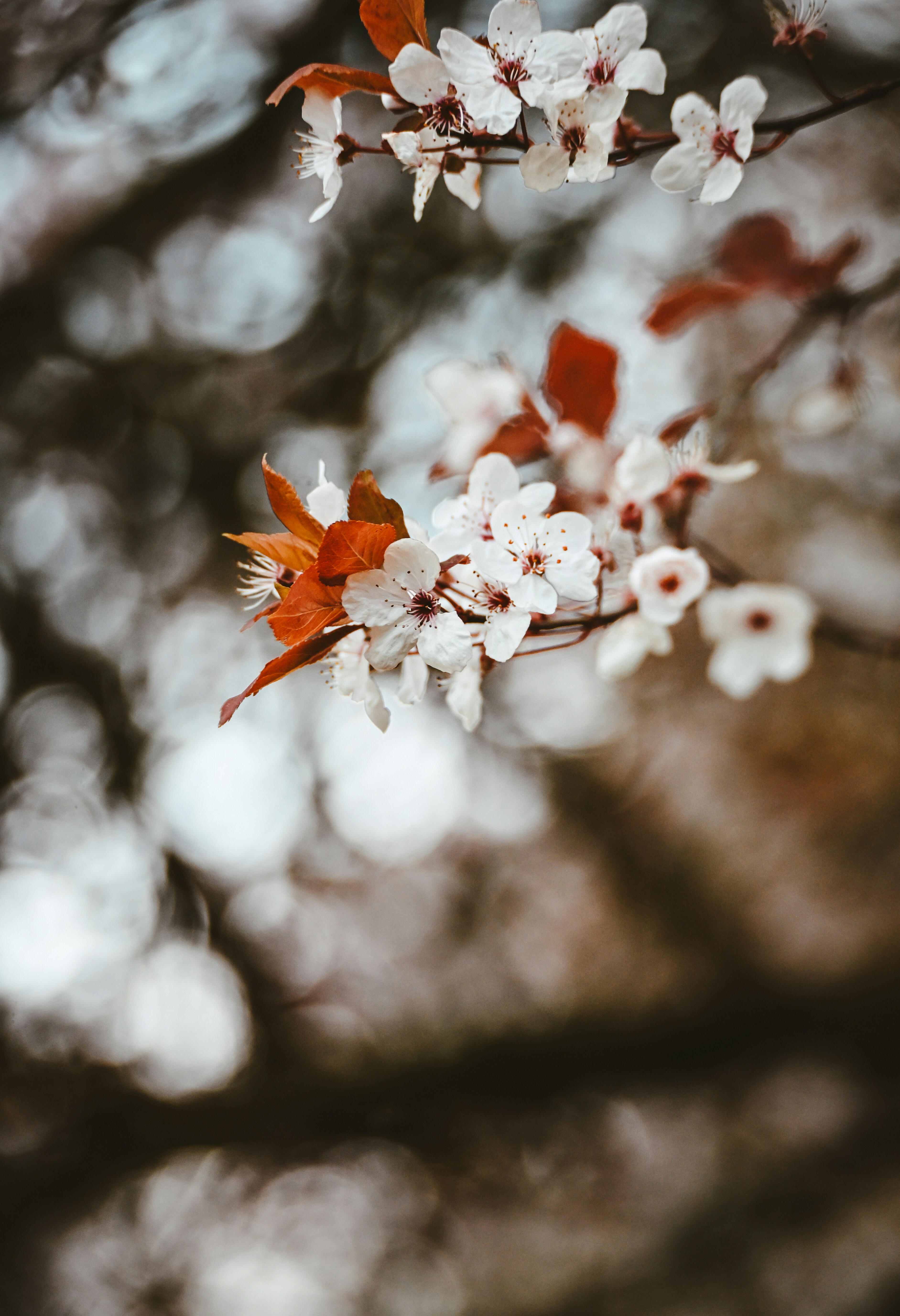 Delicate white blossoms on a branch with red leaves.