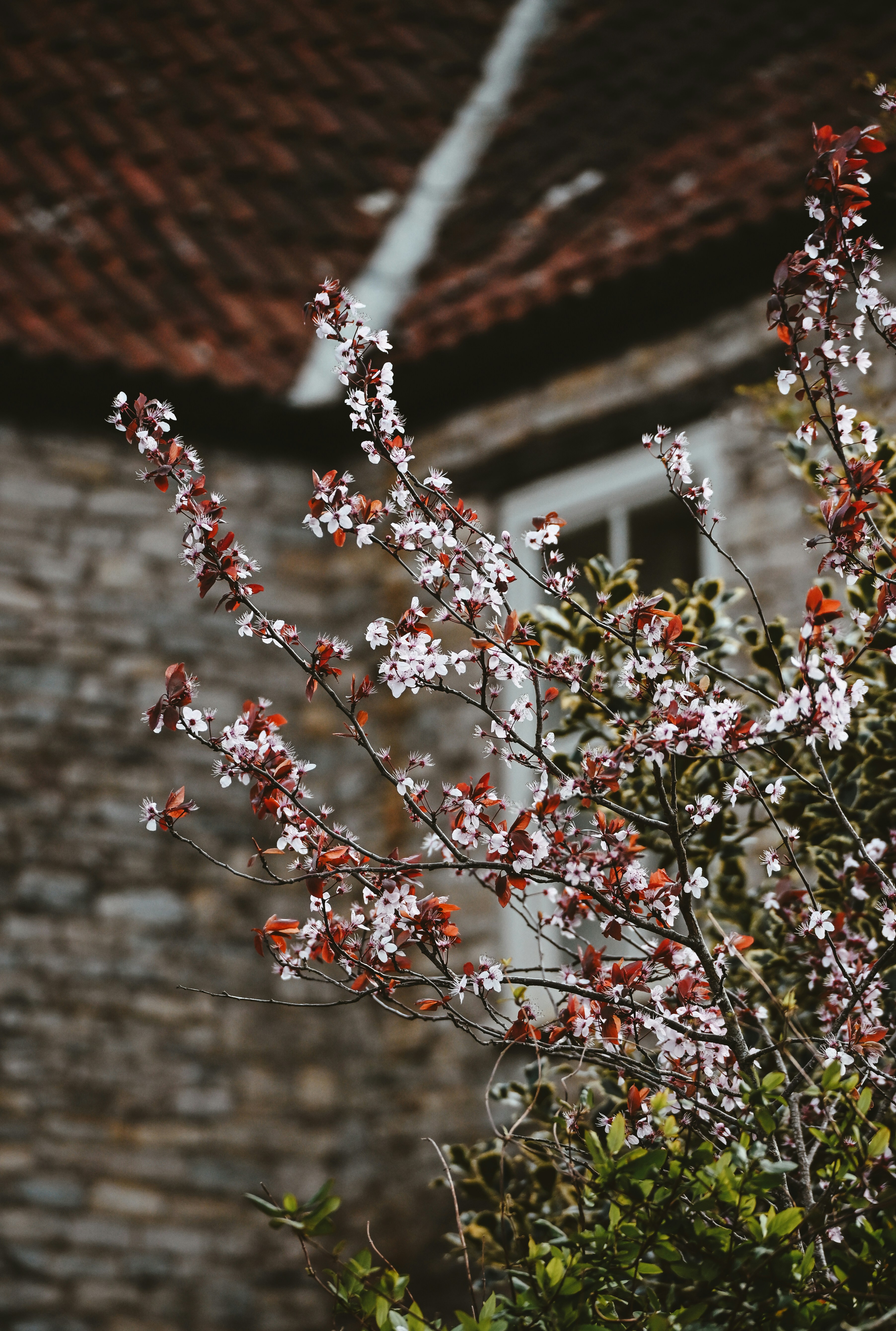 Cherry blossoms bloom near a stone building.
