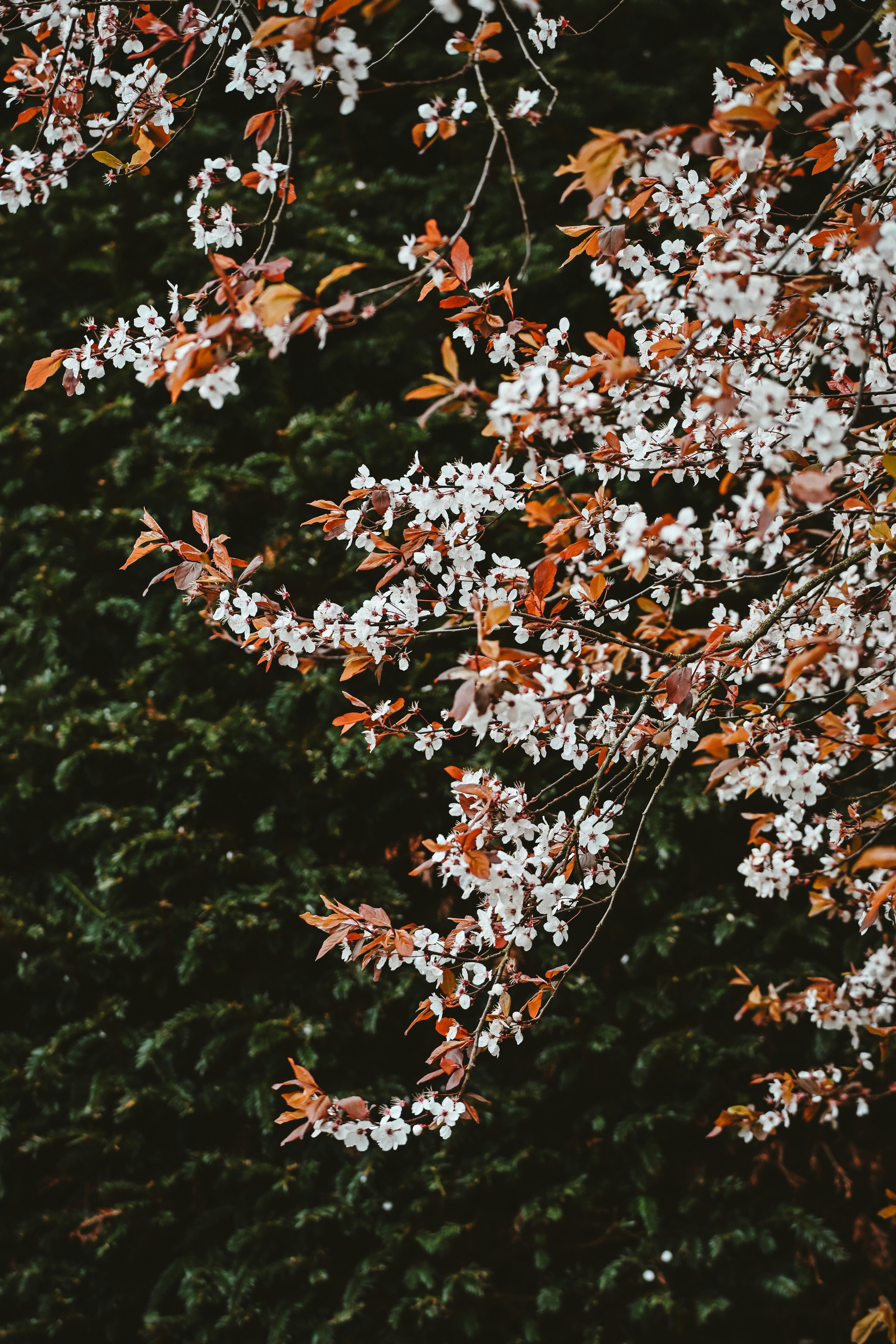 White blossoms on a tree branch with green foliage.