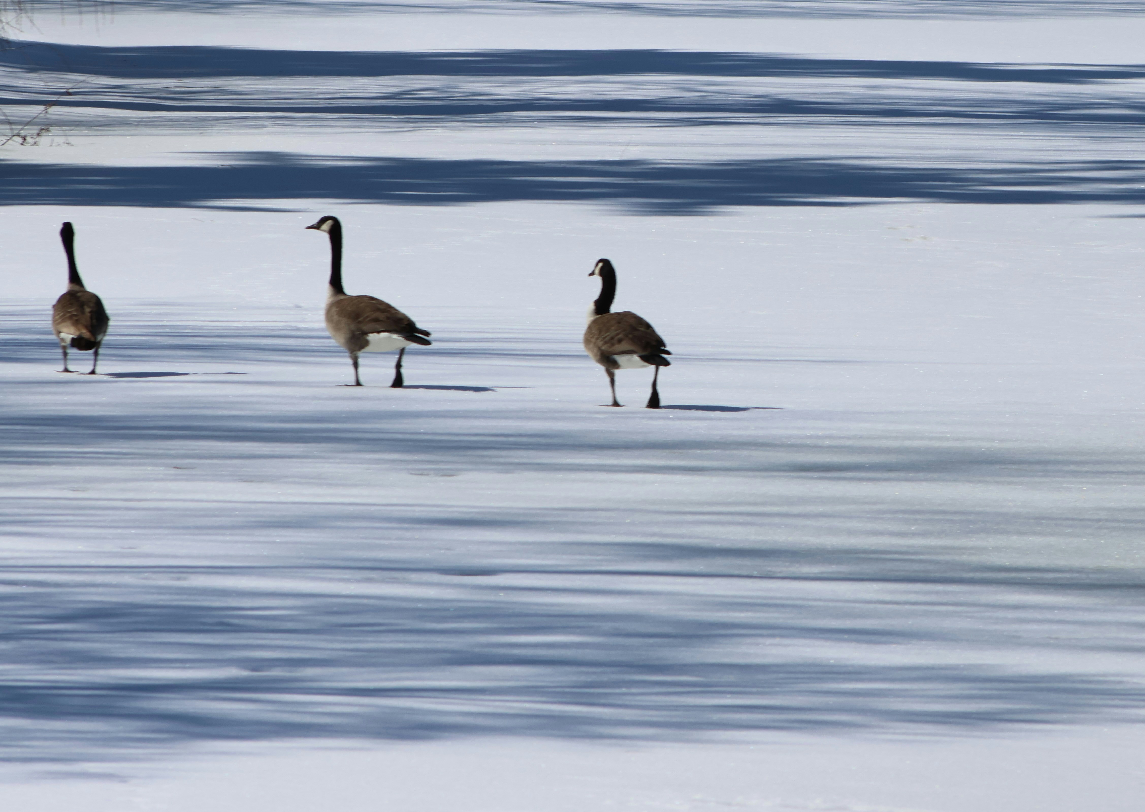 Photo by africantransplantfotos