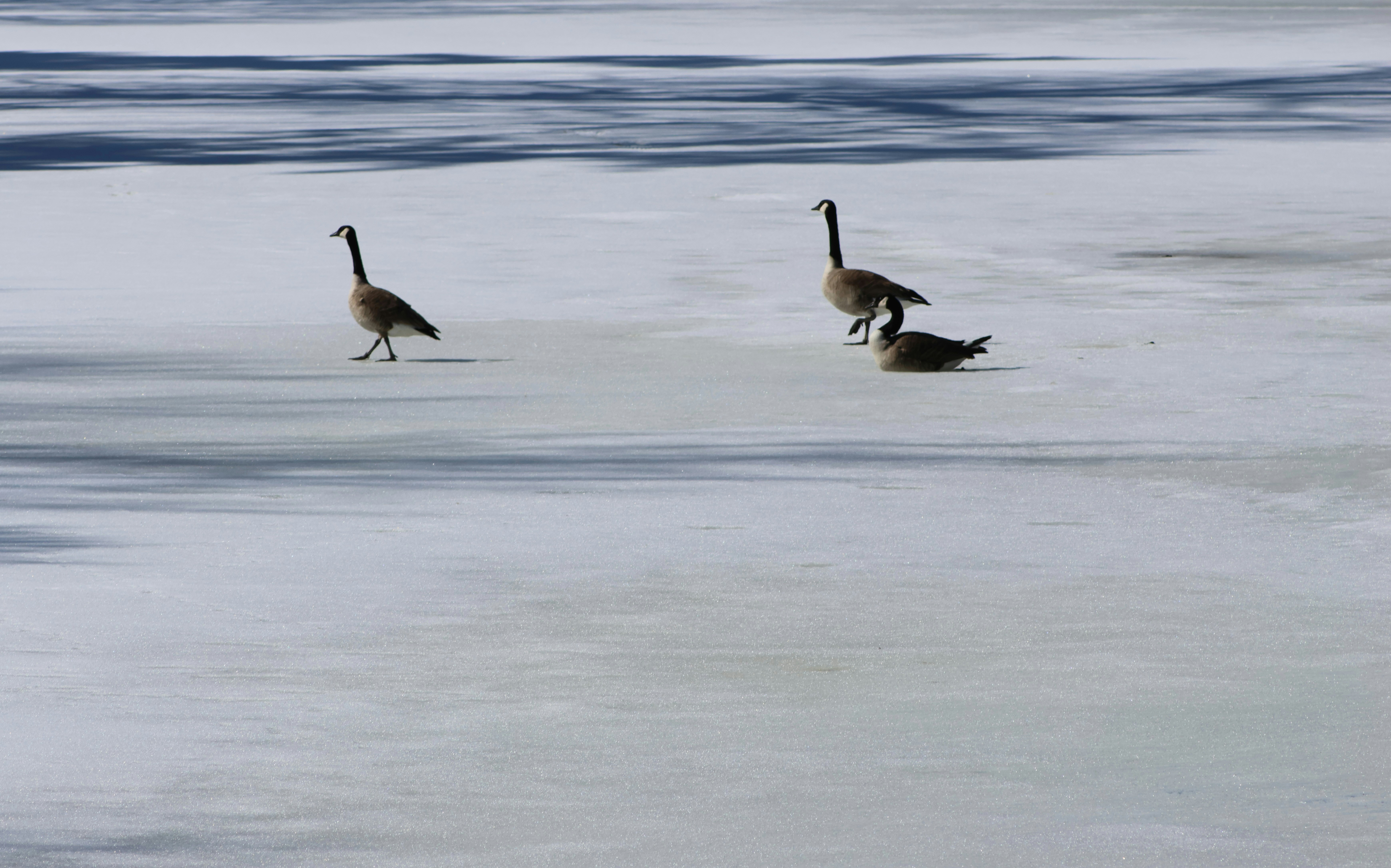 Photo by africantransplantfotos