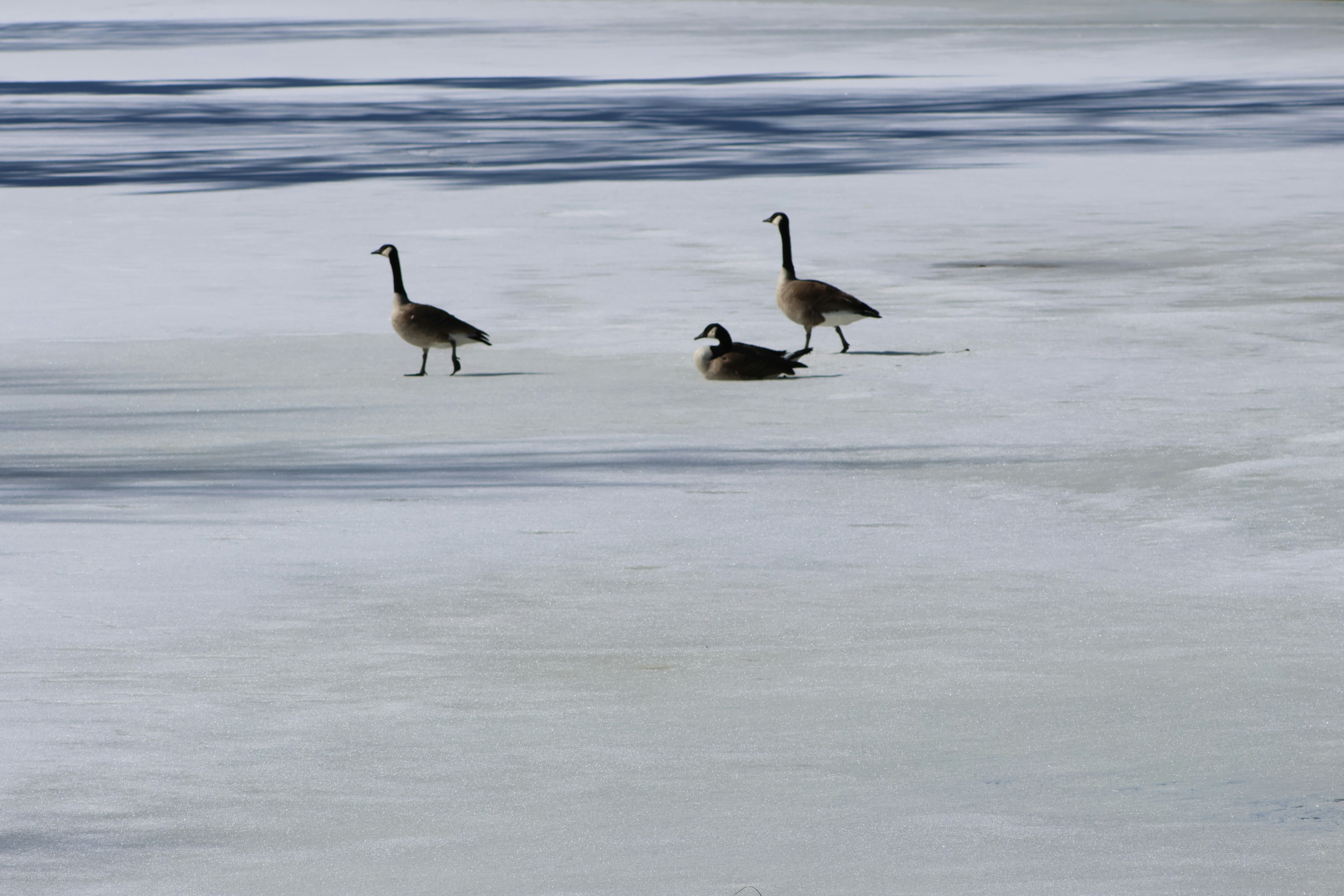 Photo by africantransplantfotos