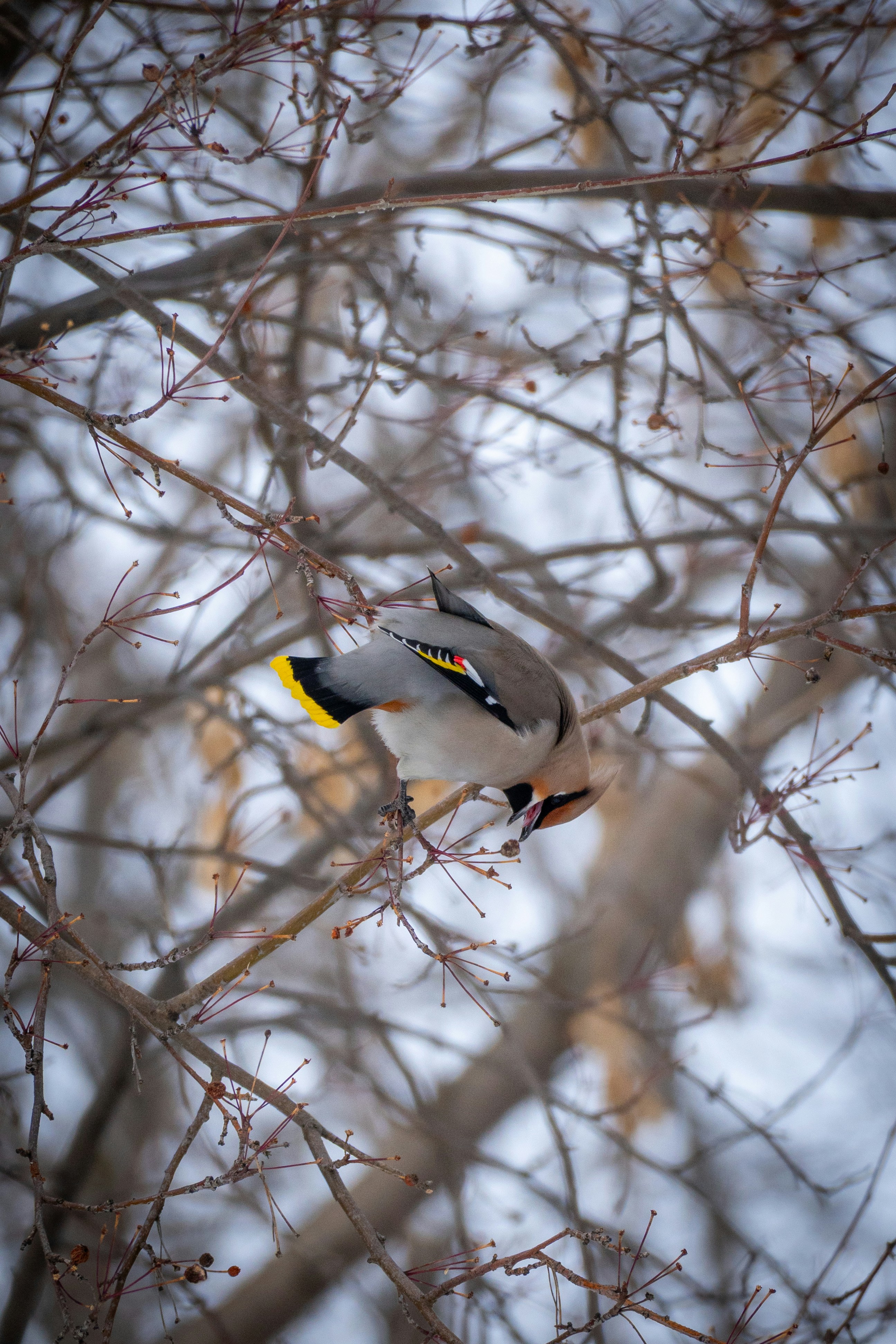 木のベリーを食べるボヘミアンワックスウィングバード