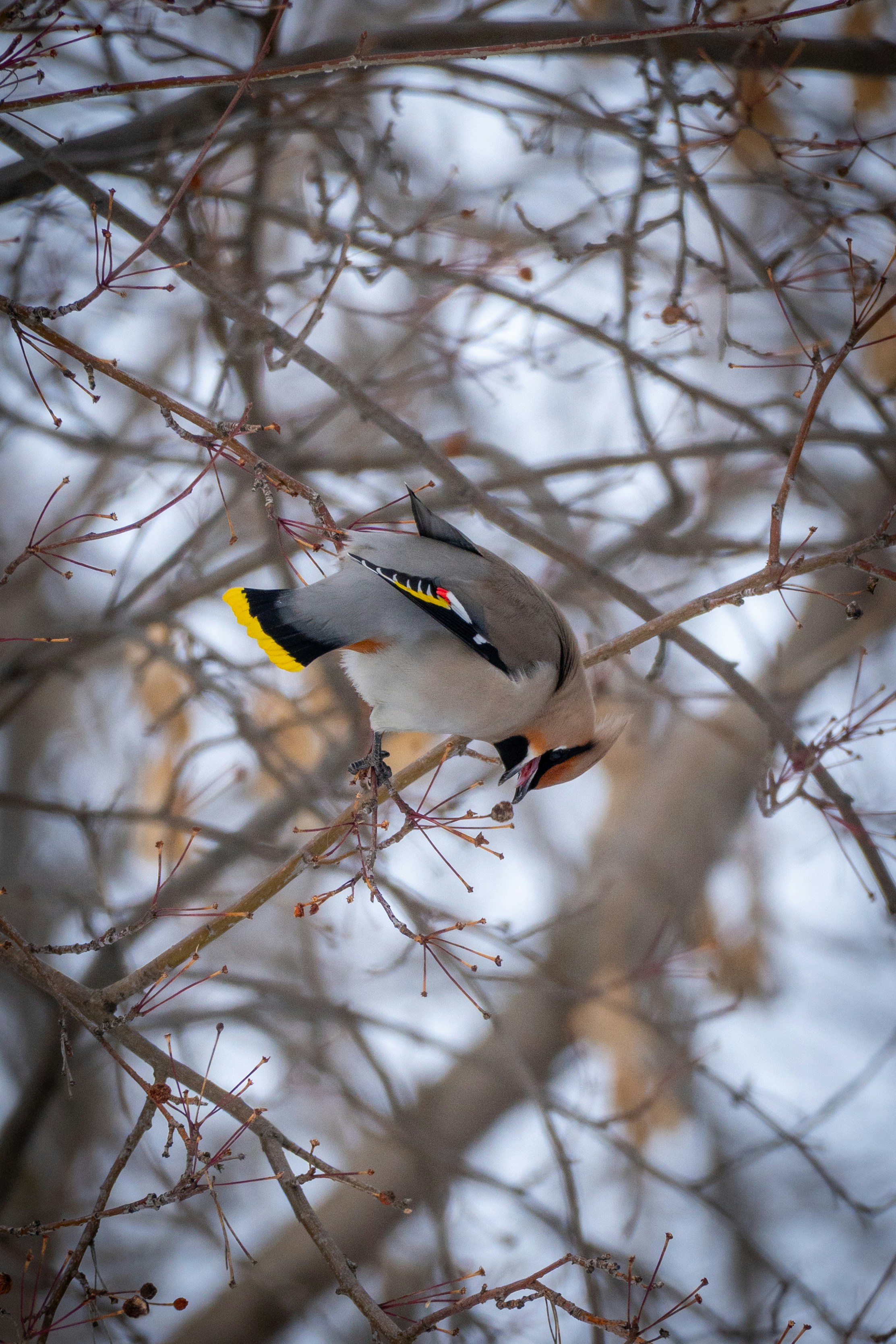 木の枝でベリーを食べるボヘミアンワックスウィングバード