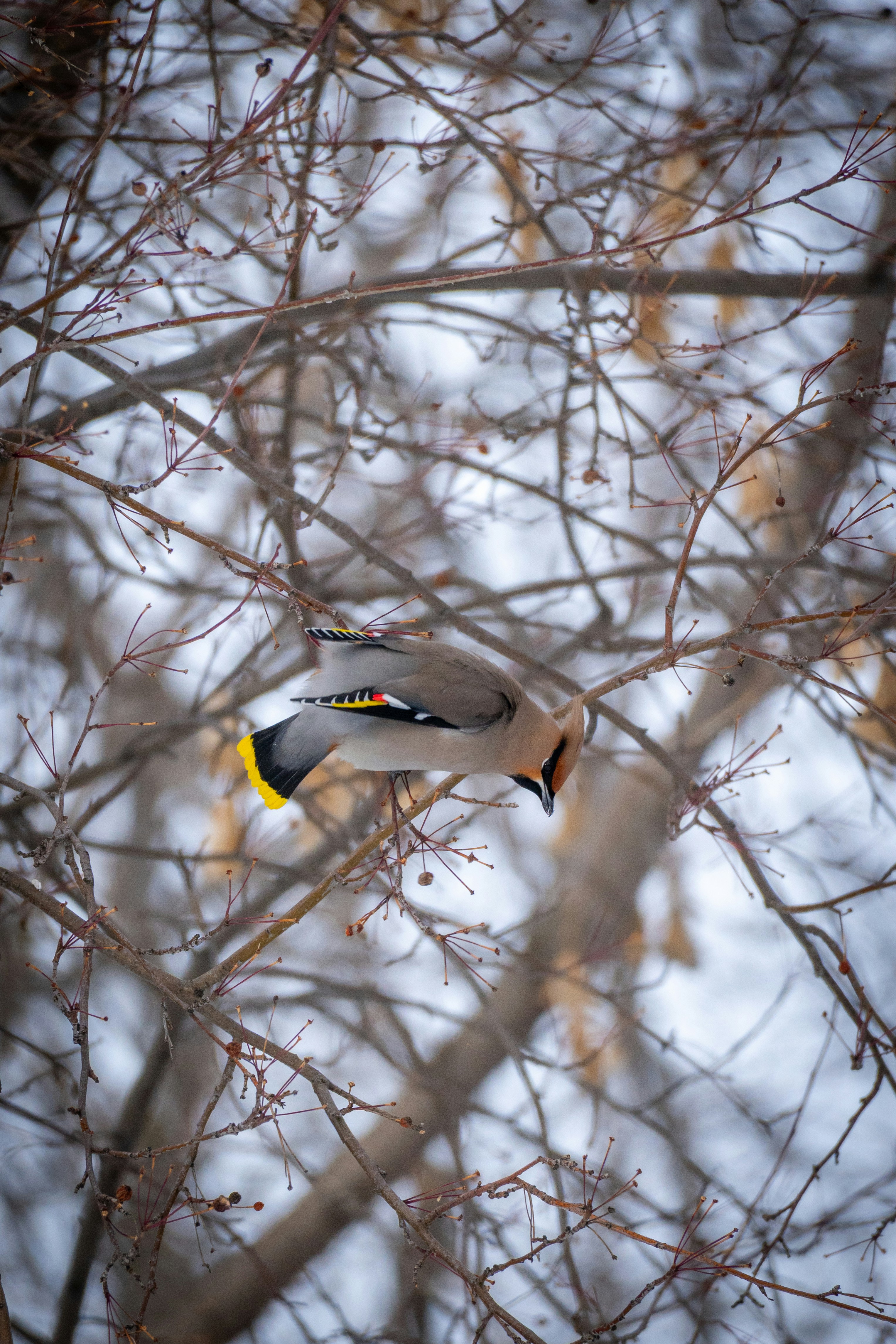 裸の木の枝に止まるボヘミアンワックスウィングバード
