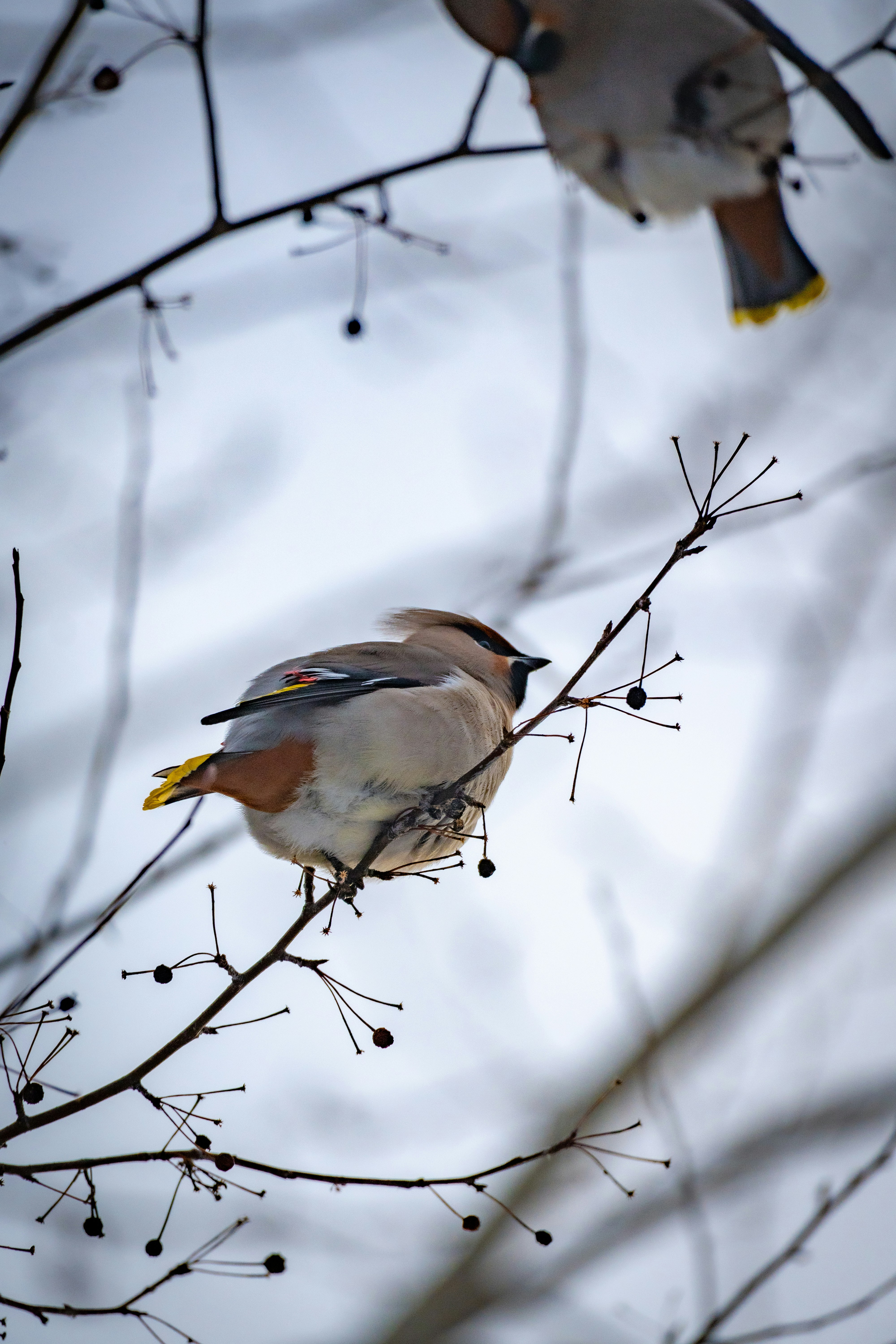 裸の木の枝に止まっている二羽のワックスウィング。