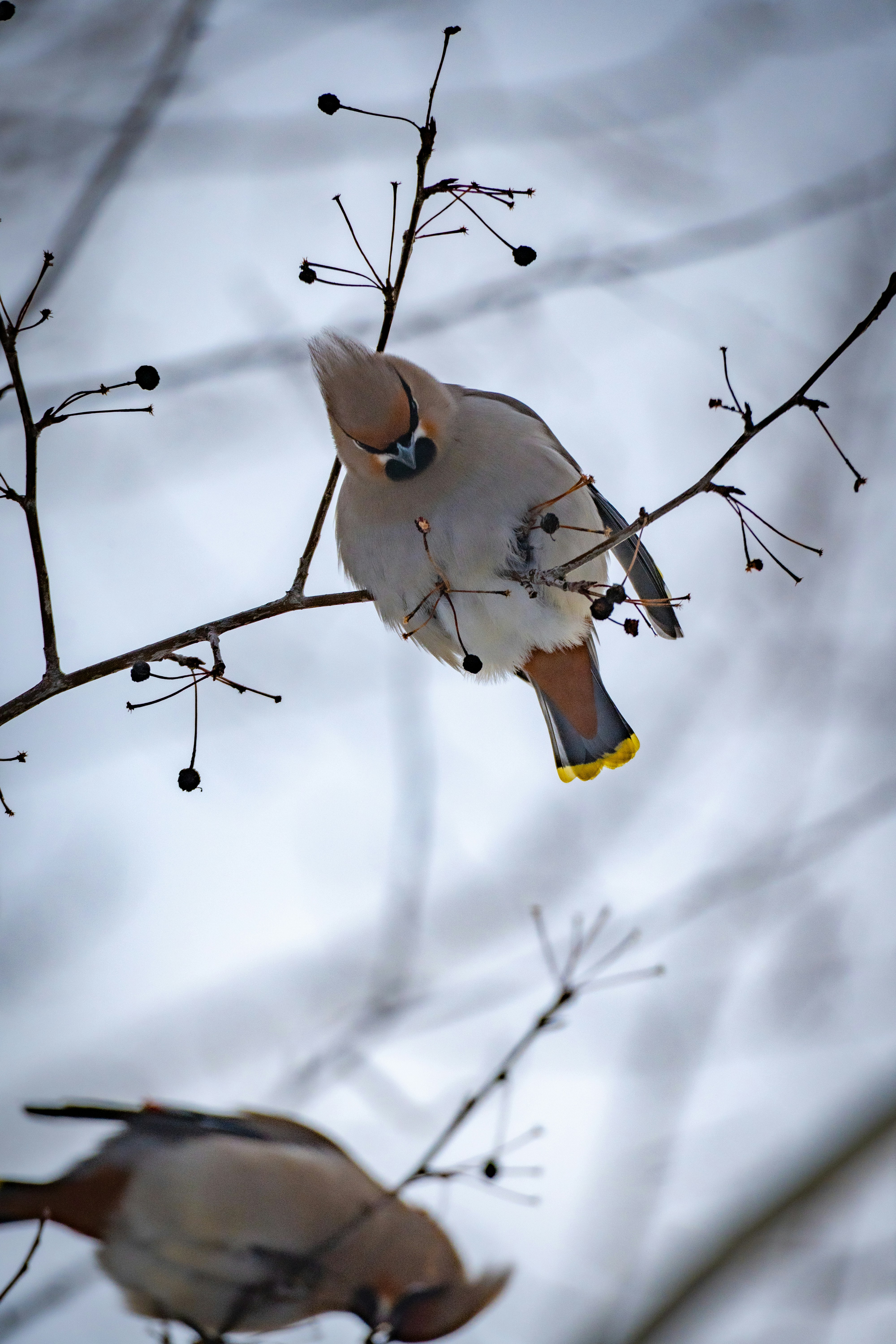 裸の枝に止まるボヘミアンワックスウィングバード