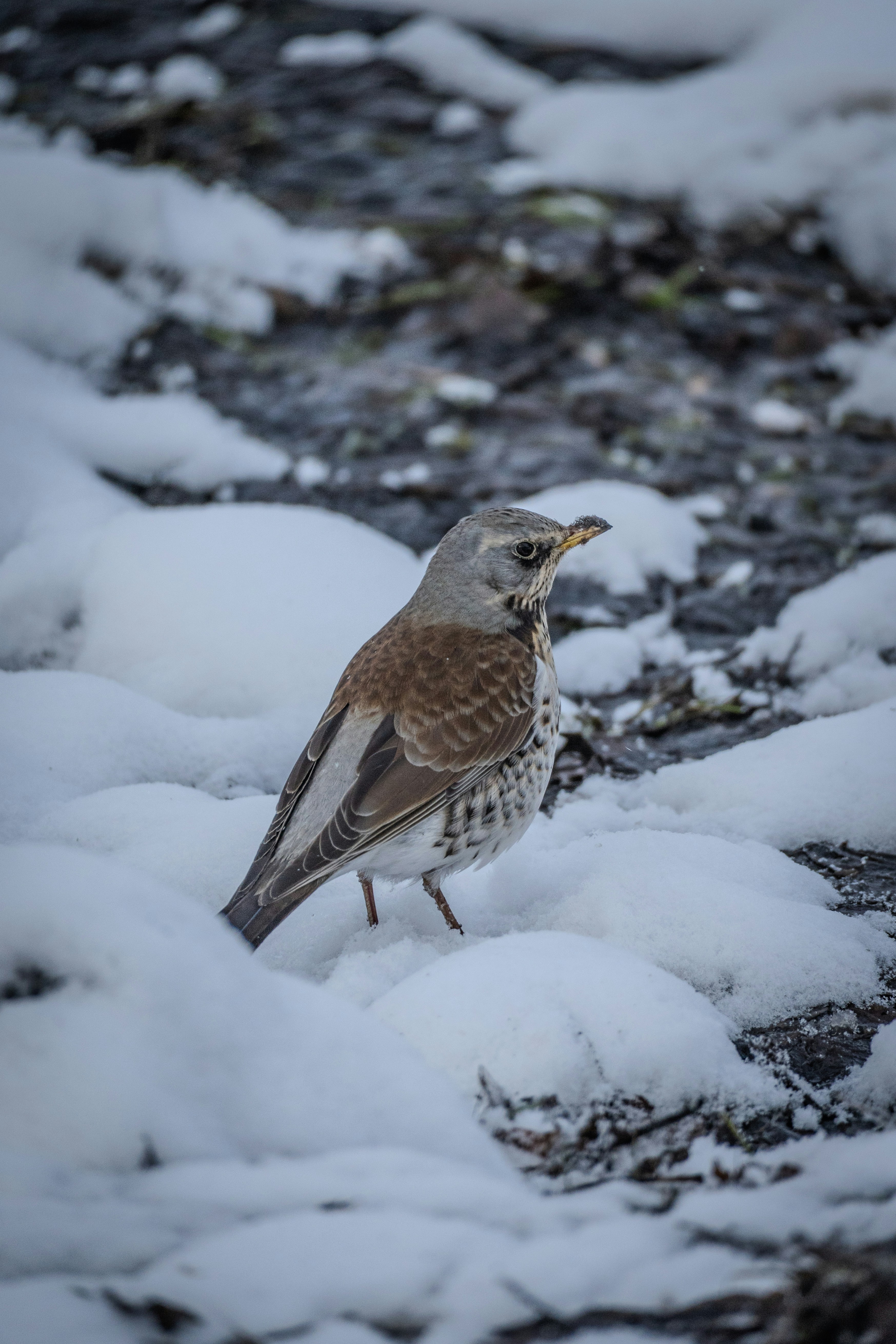 小川のそばの雪の中に鳥が立っている。