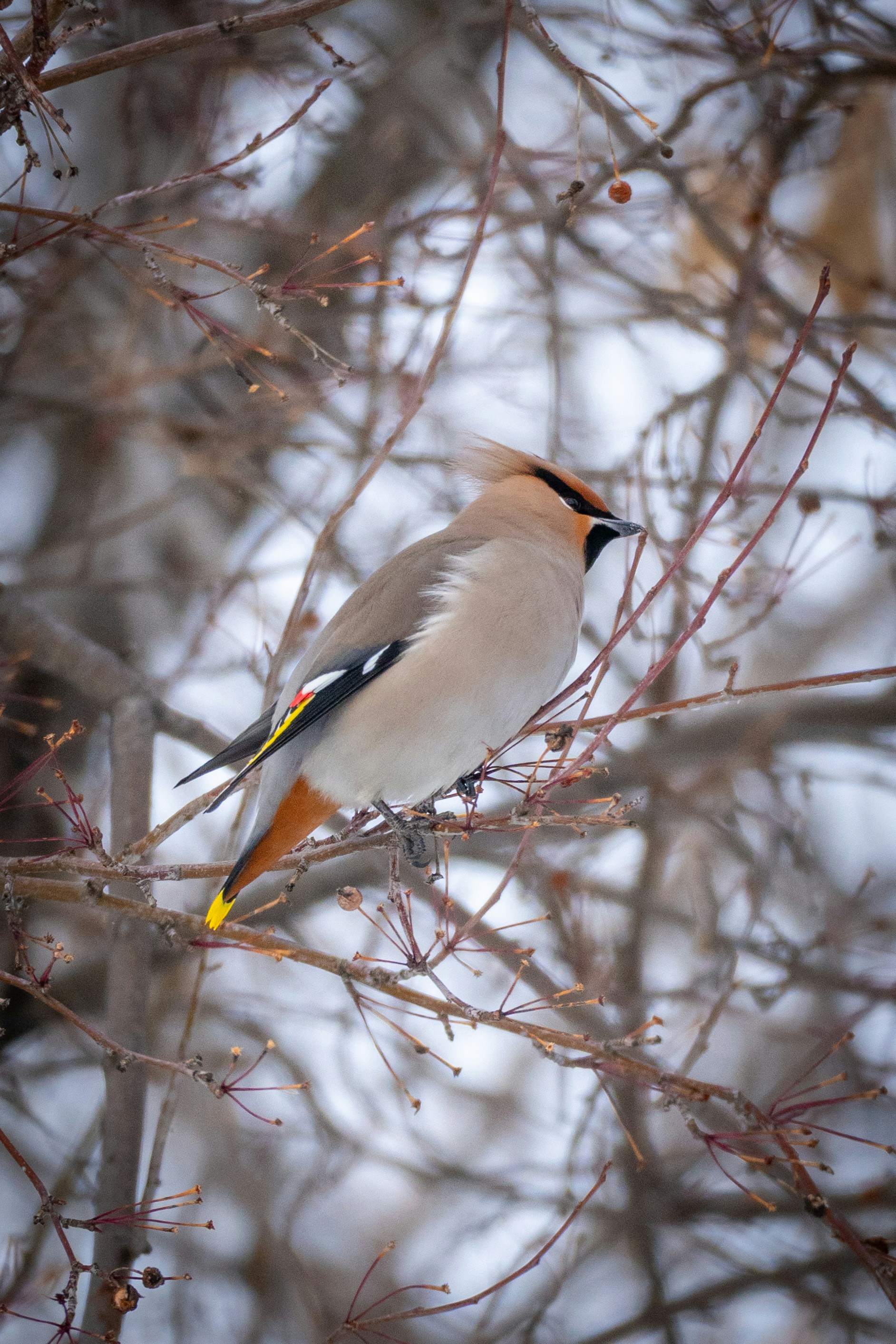 裸の木の枝に止まっているボヘミアンワックスウィング。