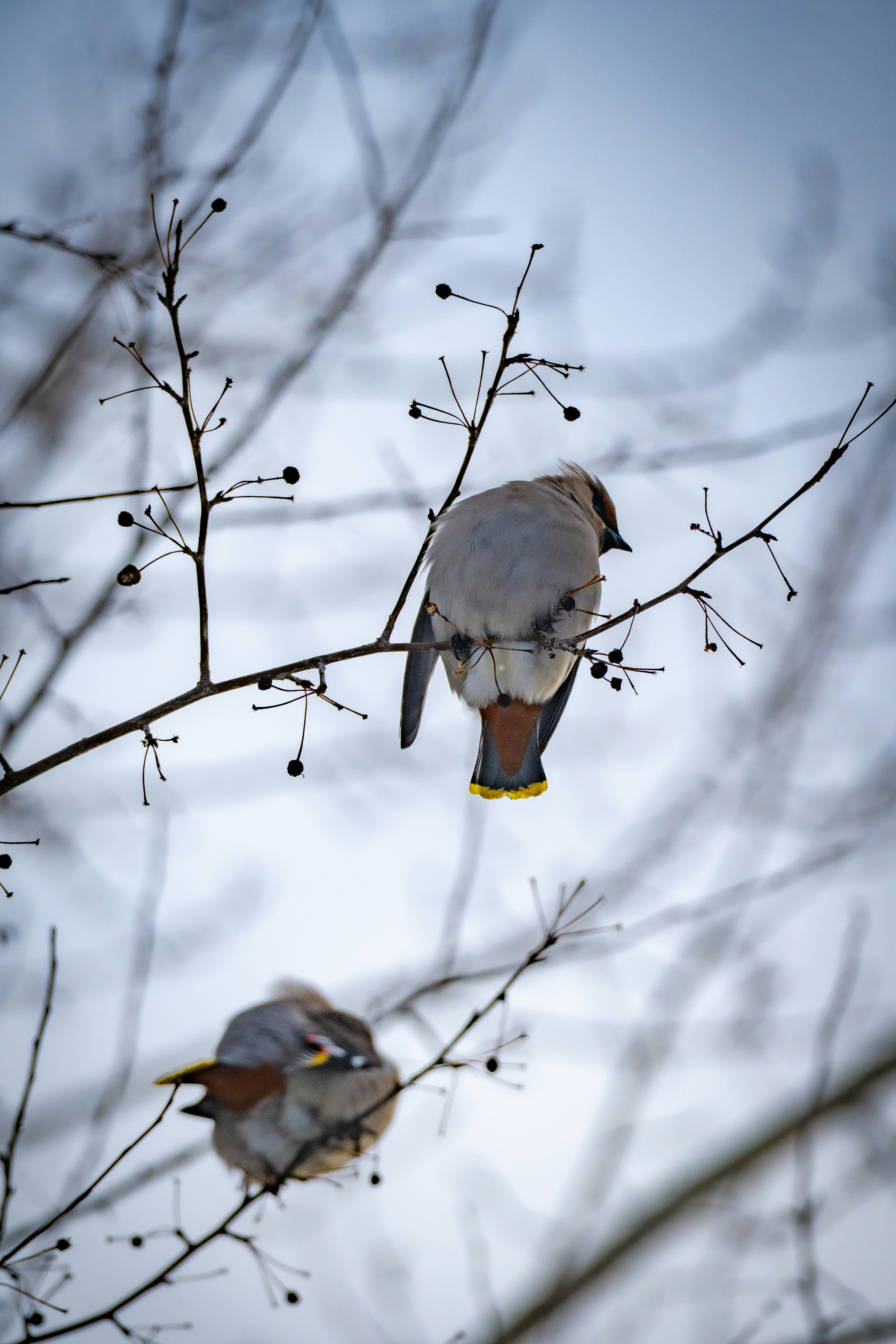 冬の裸の枝に止まる二羽の鳥