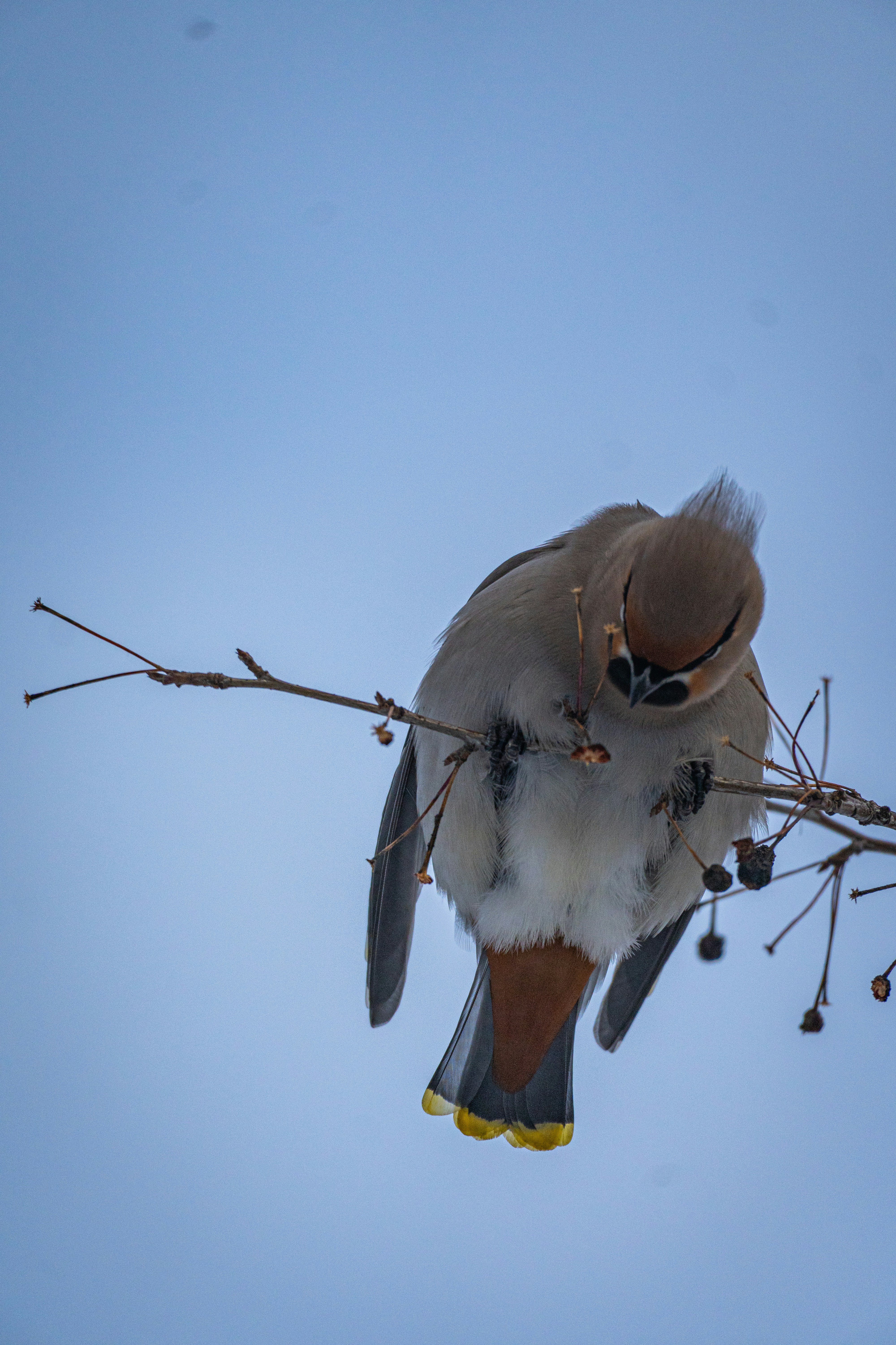 冠のある鳥が枝に止まっています。