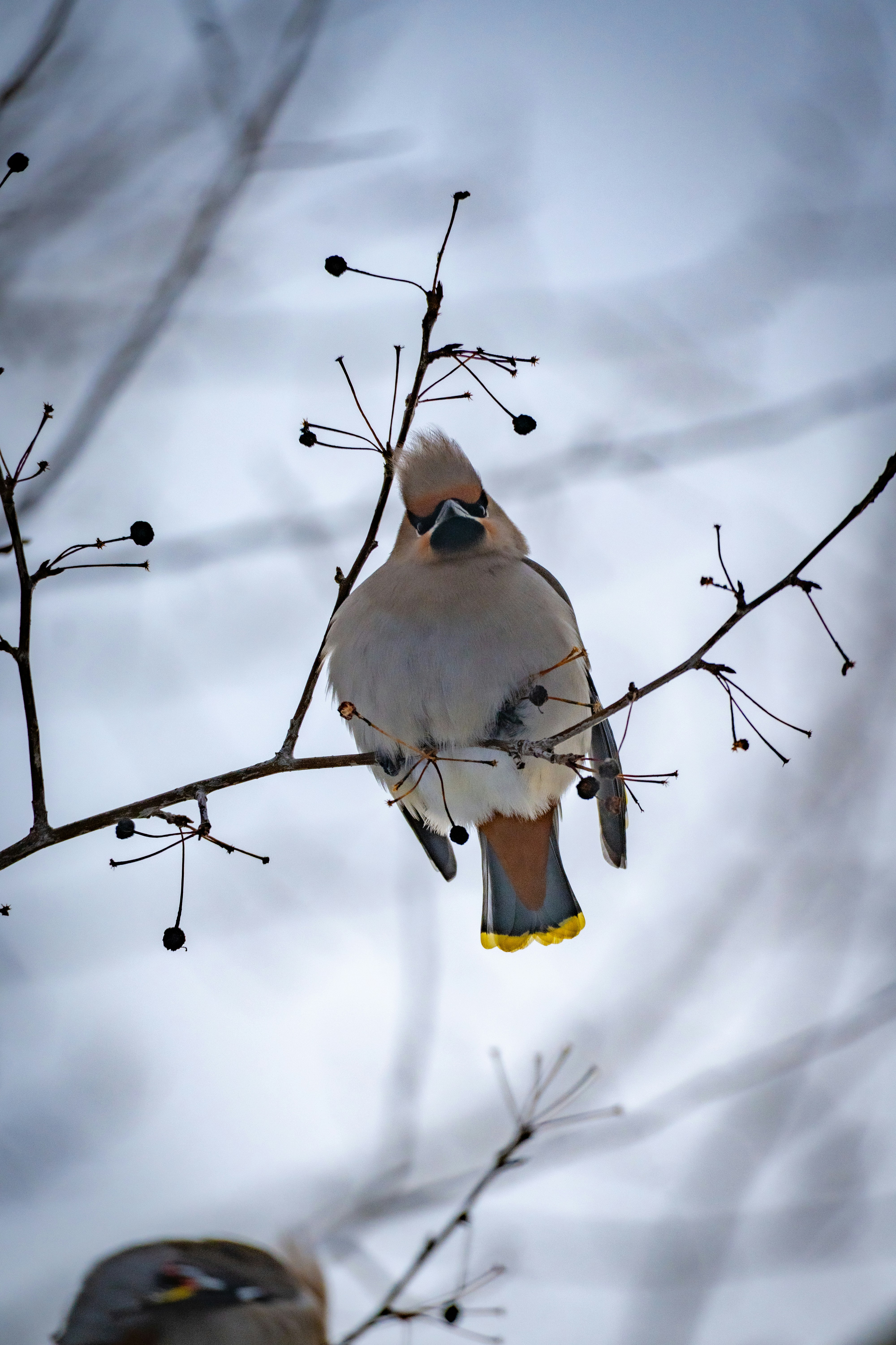 裸の枝に止まるボヘミアンワックスウィングバード