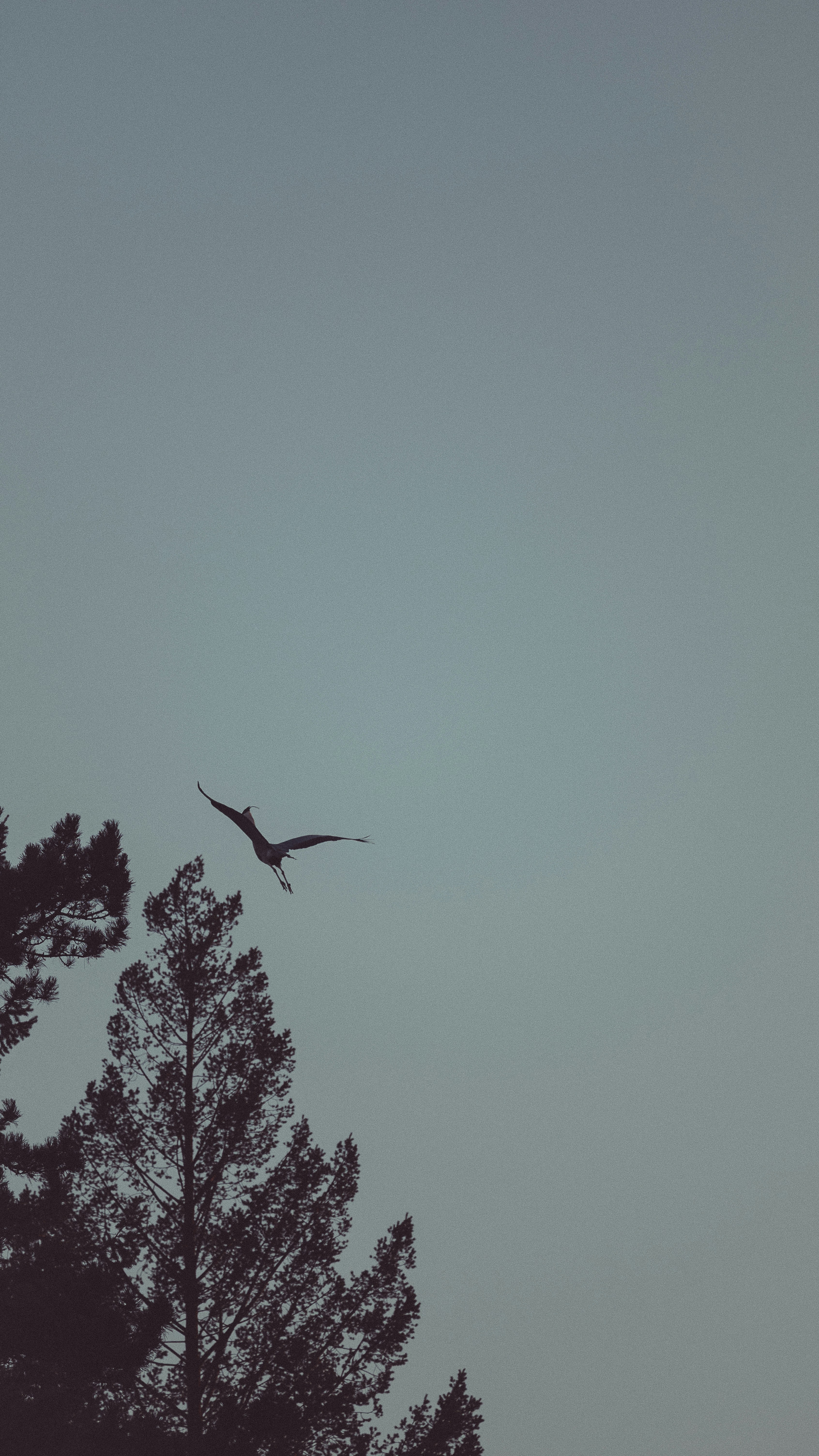 Un uccello vola sopra alti alberi sempreverdi.