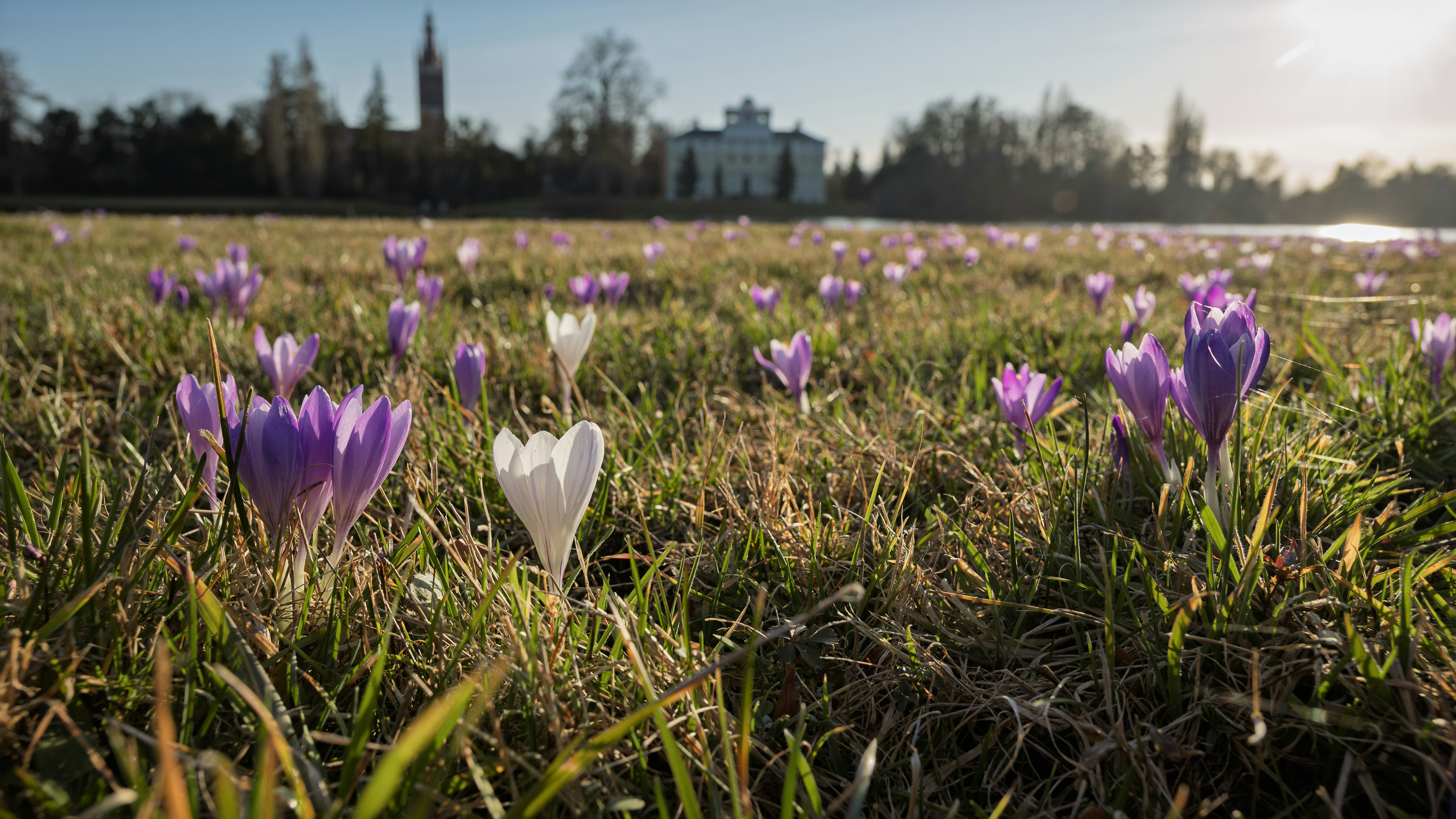 Crochi viola e bianchi fioriscono in un campo erboso.